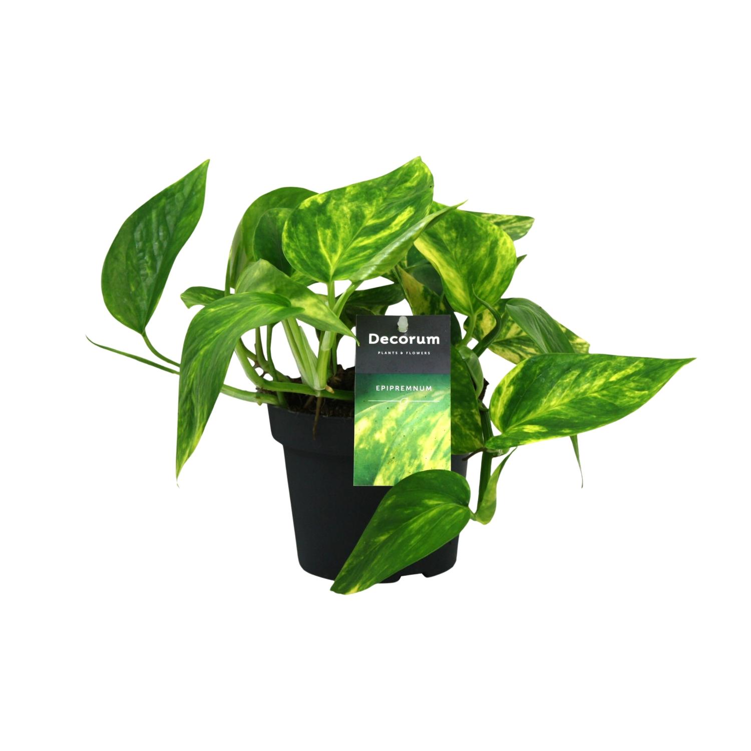 Scindapsus (Epipremnum) Pinnatum HiColor en pot Ø12cm  Hauteur 20cm. Plante verte type Scindapsus (Epipremnum) Pinnatum HiColor, livrée en pot, idéale pour intérieur lumineux.