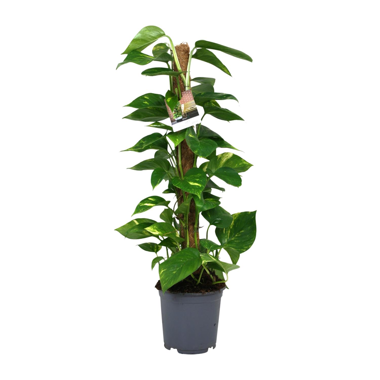Scindapsus Epipremnum en pot Ø19cm  Hauteur 80cm. Plante verte type Scindapsus Epipremnum, livrée en pot, idéale pour intérieur lumineux.