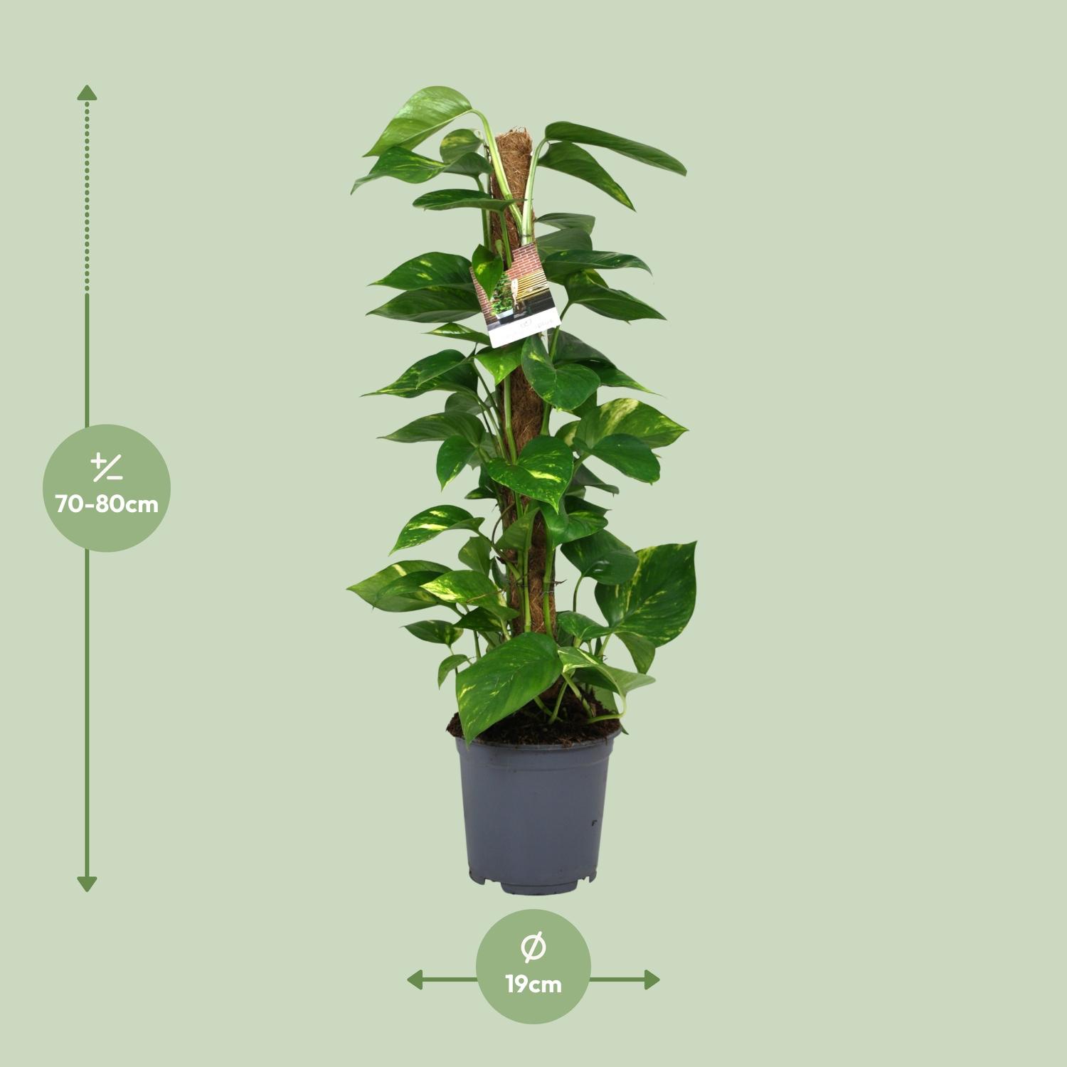 Scindapsus Epipremnum en pot Ø19cm  Hauteur 80cm. Plante verte type Scindapsus Epipremnum, livrée en pot, idéale pour intérieur lumineux. – Image 2
