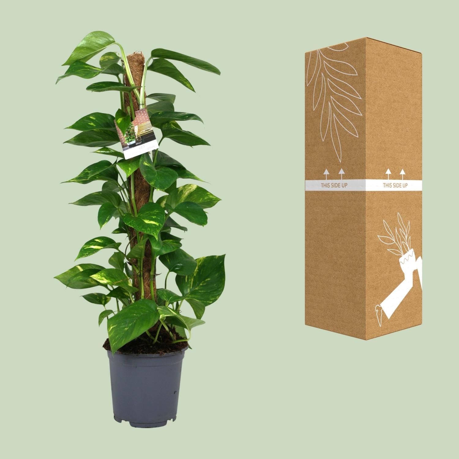 Scindapsus Epipremnum en pot Ø19cm  Hauteur 80cm. Plante verte type Scindapsus Epipremnum, livrée en pot, idéale pour intérieur lumineux. – Image 3