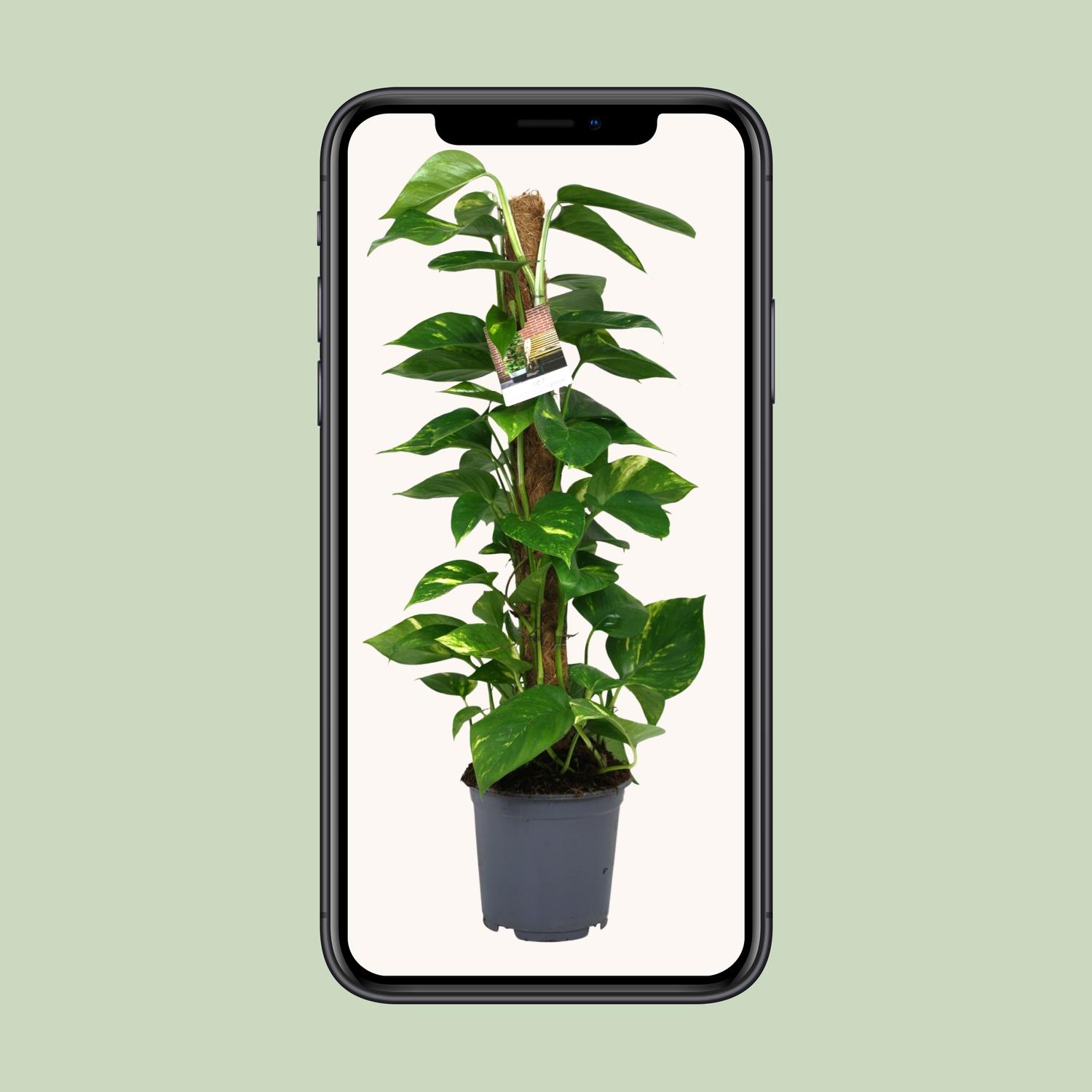 Scindapsus Epipremnum en pot Ø19cm  Hauteur 80cm. Plante verte type Scindapsus Epipremnum, livrée en pot, idéale pour intérieur lumineux. – Image 4