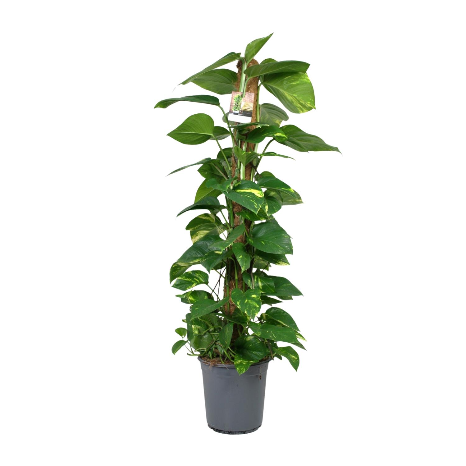 Scindapsus Epipremnum en pot Ø24cm  Hauteur 120cm. Plante verte type Scindapsus Epipremnum, livrée en pot, idéale pour intérieur lumineux.