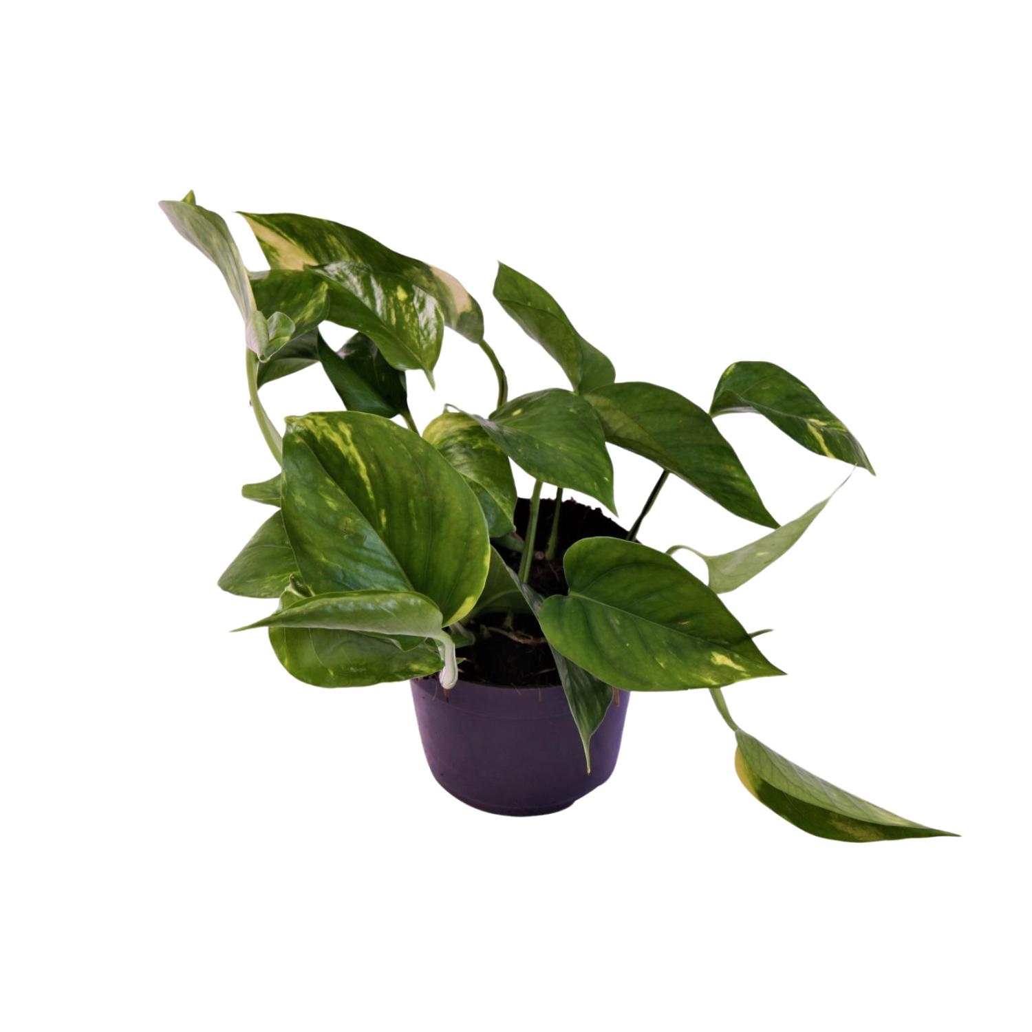 Scindapsus (Epipremnum) Aureum en pot Ø12cm  Hauteur 25cm. Plante verte type Scindapsus (Epipremnum) Aureum, livrée en pot, idéale pour intérieur lumineux.