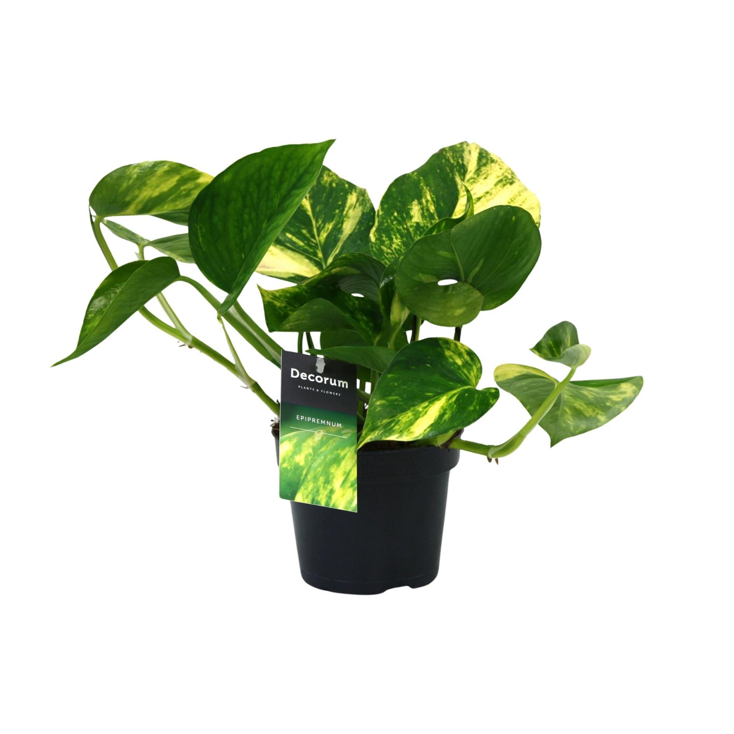 PROMO en pot Ø12cm  Hauteur 25cm. Plante verte type PROMO, livrée en pot, idéale pour intérieur lumineux.