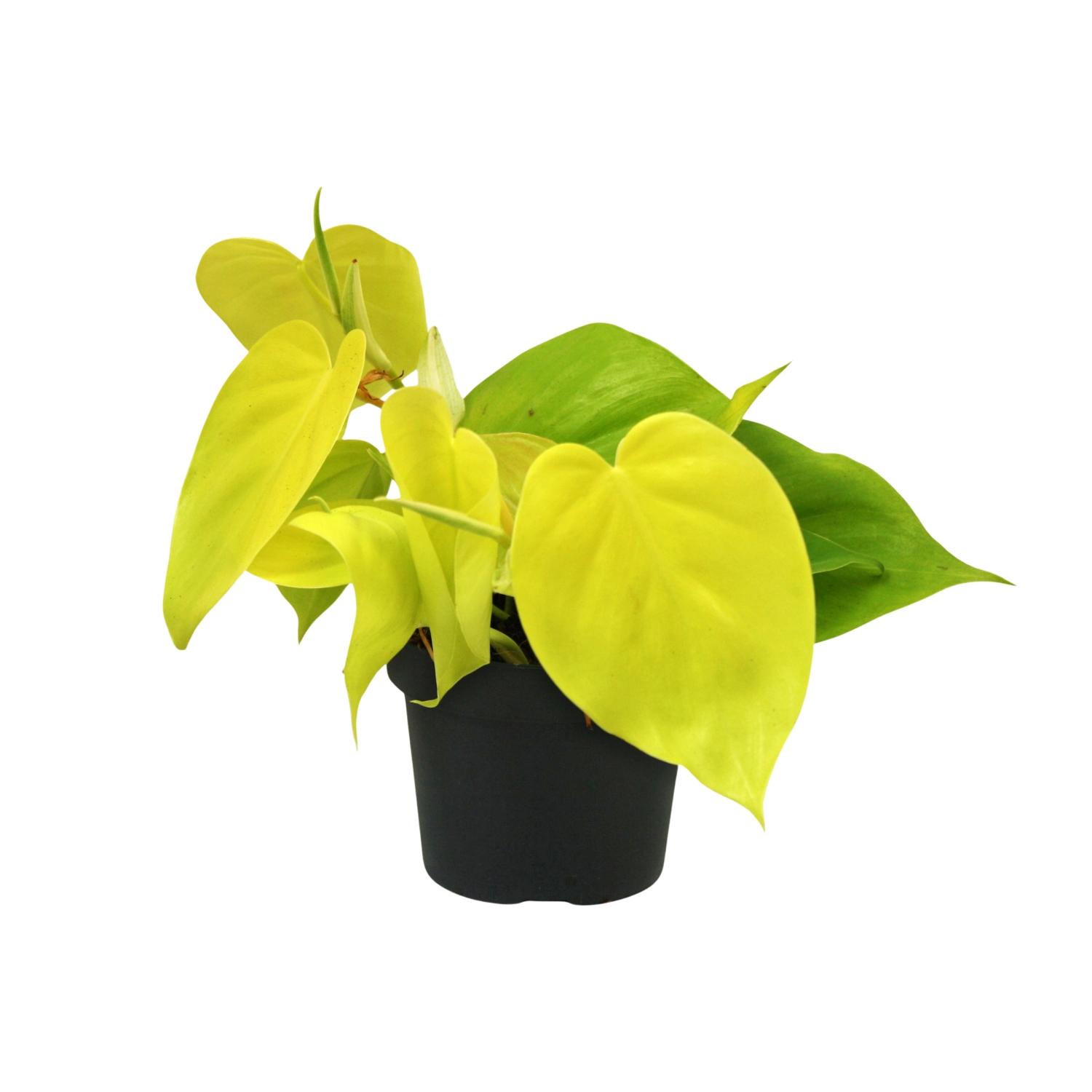 Philodendron Lime en pot Ø12cm  Hauteur 20cm. Plante verte type Philodendron Lime, livrée en pot, idéale pour intérieur lumineux.