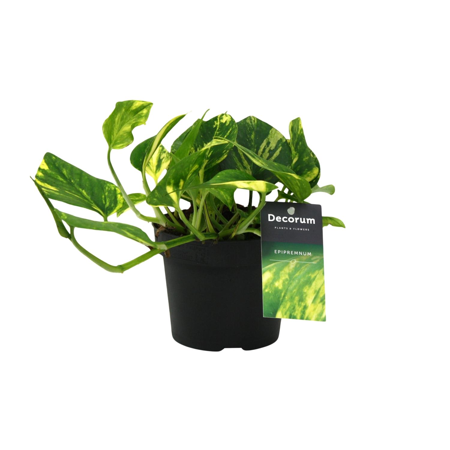 Scindapsus (Epipremnum) N'joy Gold en pot Ø12cm  Hauteur 25cm. Plante verte type Scindapsus (Epipremnum) N'joy Gold, livrée en pot, idéale pour intérieur lumineux.