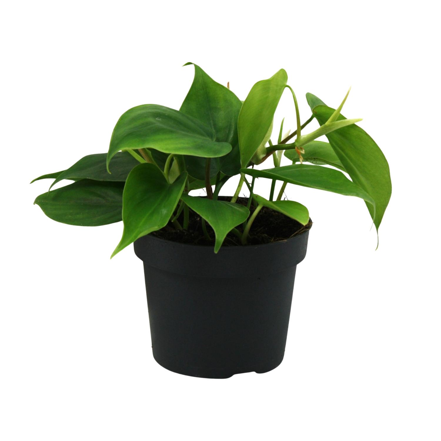 Philodendron Scandens en pot Ø12cm  Hauteur 20cm. Plante verte type Philodendron Scandens, livrée en pot, idéale pour intérieur lumineux.
