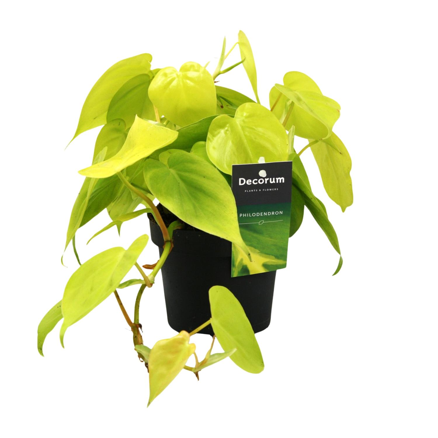 Philodendron Lime en pot Ø12cm  Hauteur 20cm. Plante verte type Philodendron Lime, livrée en pot, idéale pour intérieur lumineux.