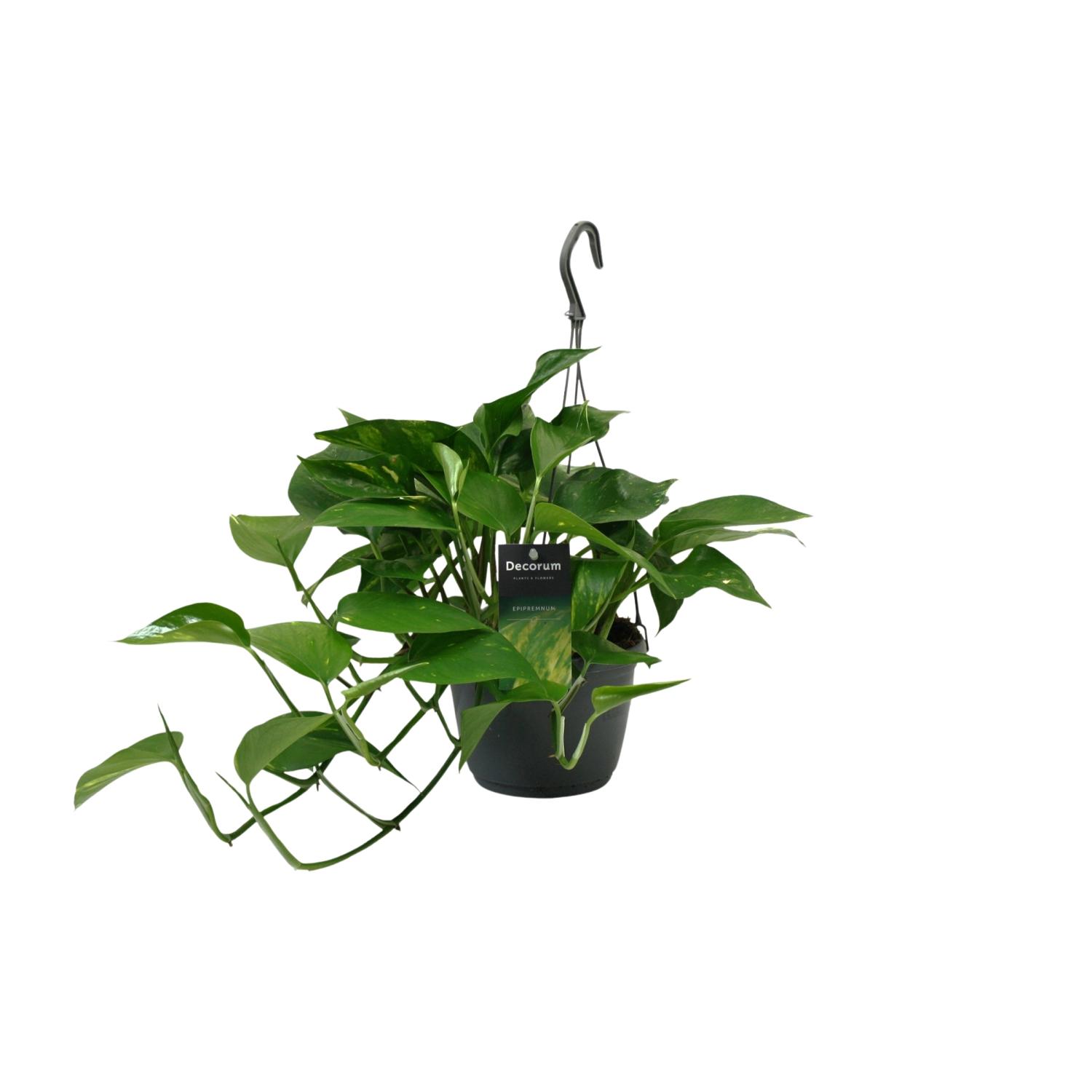 Scindapsus (Epipremnum) en pot Ø15cm  Hauteur 45cm. Plante verte type Scindapsus (Epipremnum), livrée en pot, idéale pour intérieur lumineux.