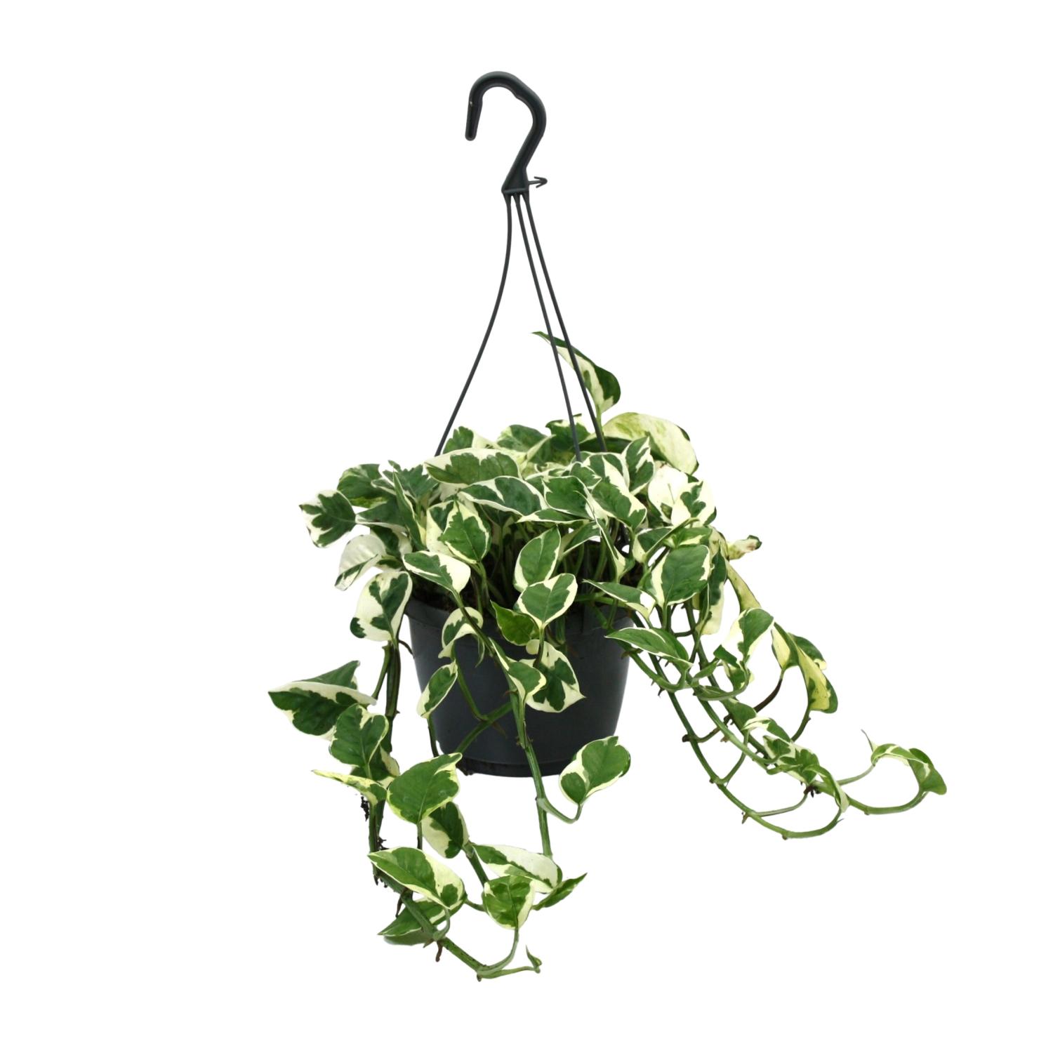 Scindapsus (Epipremnum) NJoy en pot Ø15cm  Hauteur 35cm. Plante verte type Scindapsus (Epipremnum) NJoy, livrée en pot, idéale pour intérieur lumineux.