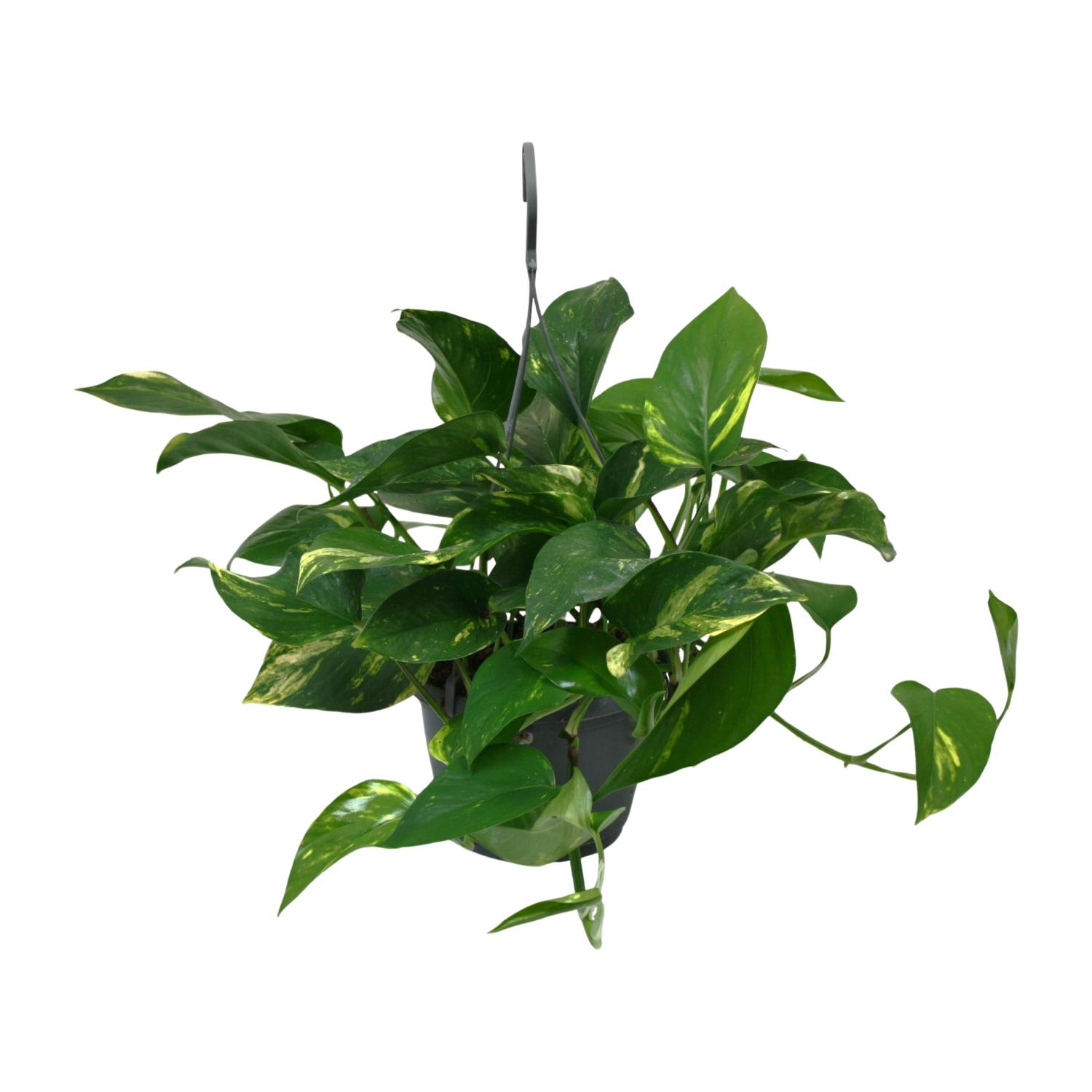 Scindapsus Epipremnum en pot Ø15cm  Hauteur 45cm. Plante verte type Scindapsus Epipremnum, livrée en pot, idéale pour intérieur lumineux.