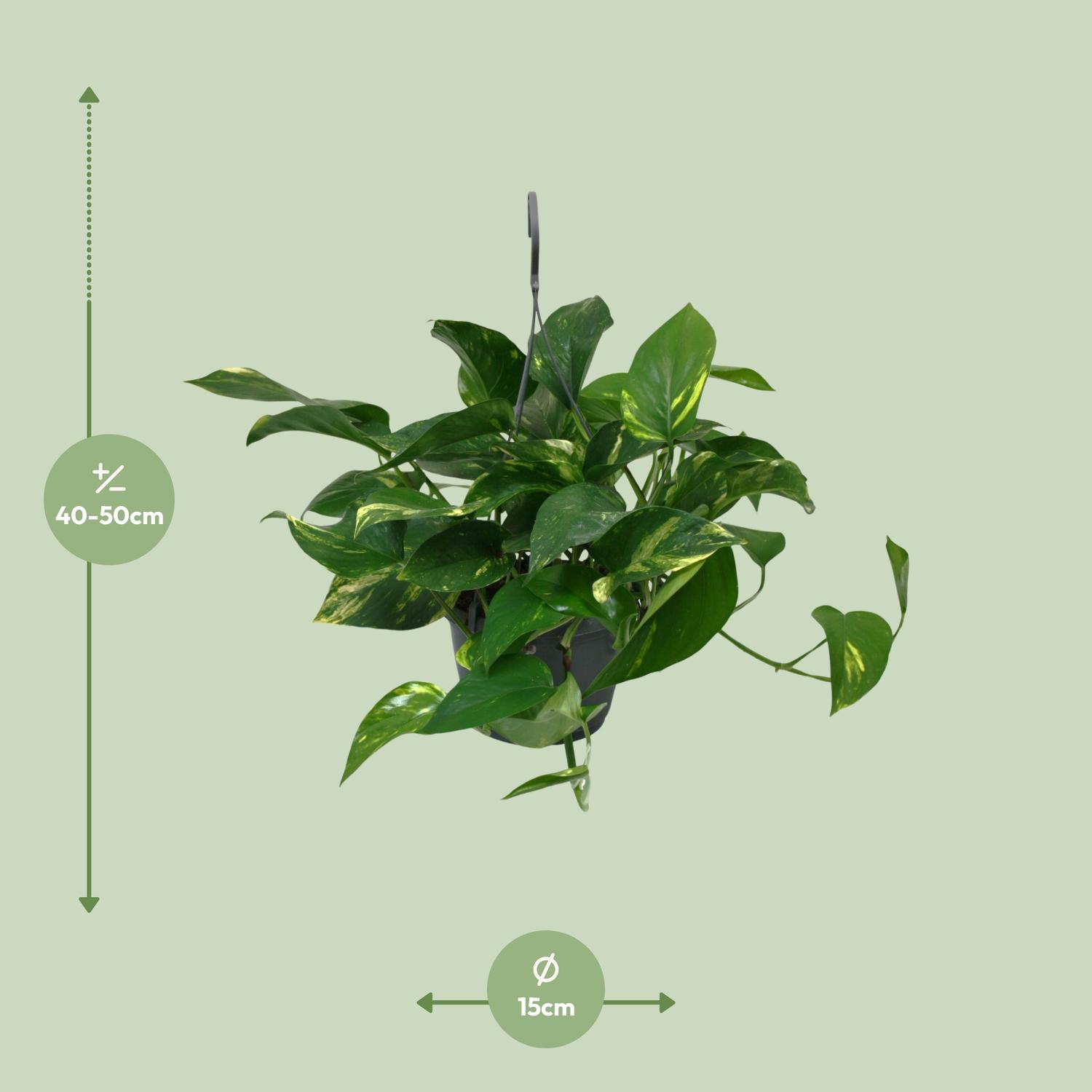 Scindapsus Epipremnum en pot Ø15cm  Hauteur 45cm. Plante verte type Scindapsus Epipremnum, livrée en pot, idéale pour intérieur lumineux. – Image 2