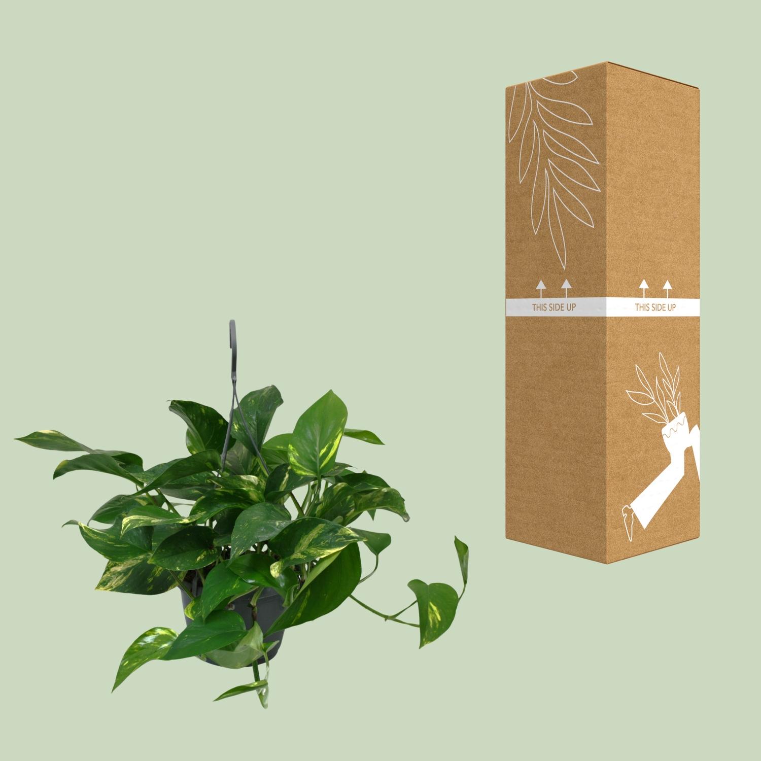 Scindapsus Epipremnum en pot Ø15cm  Hauteur 45cm. Plante verte type Scindapsus Epipremnum, livrée en pot, idéale pour intérieur lumineux. – Image 3