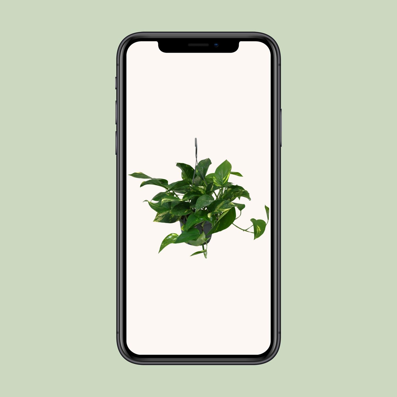 Scindapsus Epipremnum en pot Ø15cm  Hauteur 45cm. Plante verte type Scindapsus Epipremnum, livrée en pot, idéale pour intérieur lumineux. – Image 4