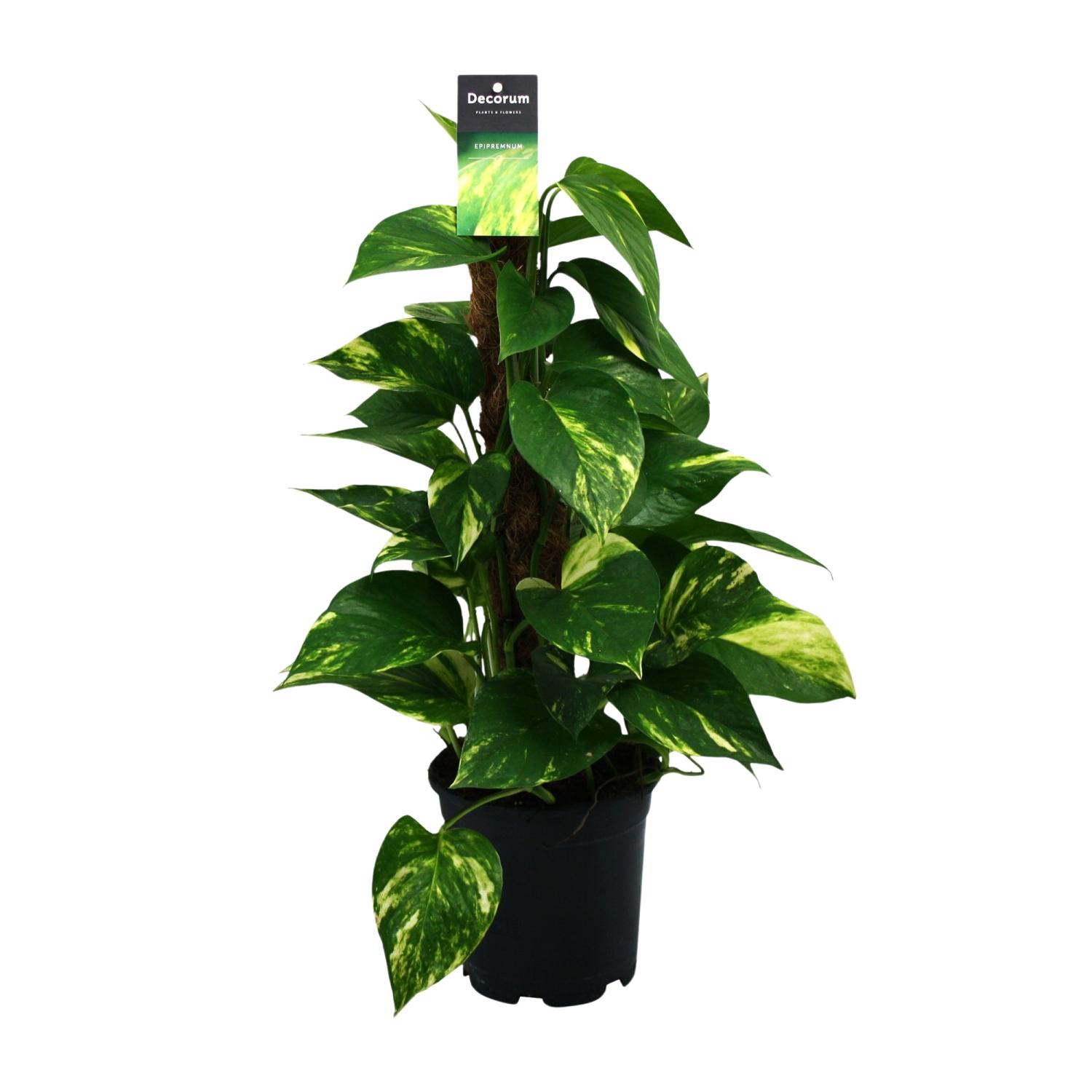 Scindapsus (Epipremnum) en pot Ø15cm  Hauteur 50cm. Plante verte type Scindapsus (Epipremnum), livrée en pot, idéale pour intérieur lumineux.