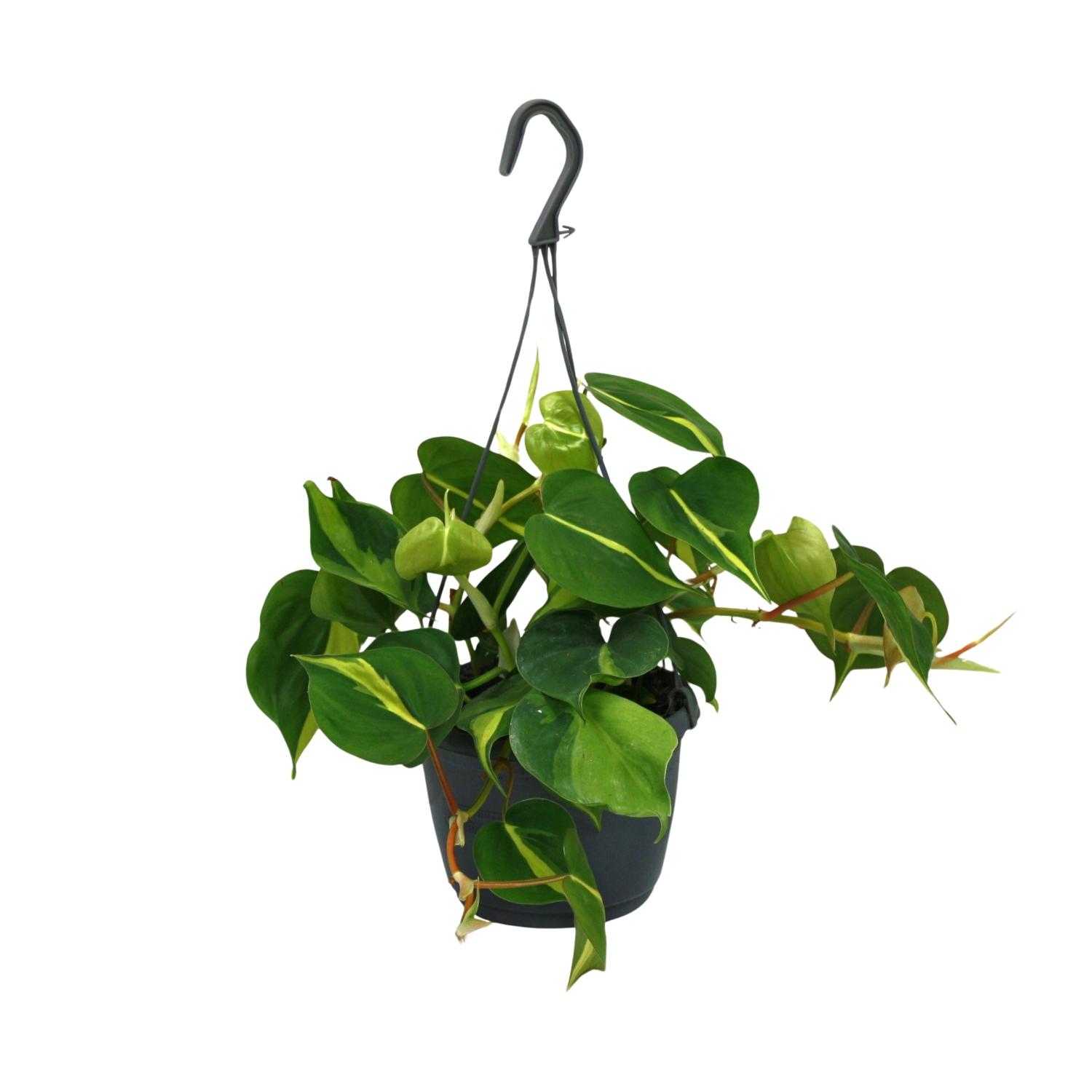 Philodendron Scandens Brasil en pot Ø15cm  Hauteur 35cm. Plante verte type Philodendron Scandens Brasil, livrée en pot, idéale pour intérieur lumineux.