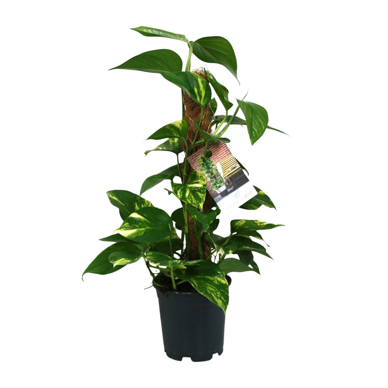 Scindapsus Epipremnum en pot Ø15cm  Hauteur 50cm. Plante verte type Scindapsus Epipremnum, livrée en pot, idéale pour intérieur lumineux.