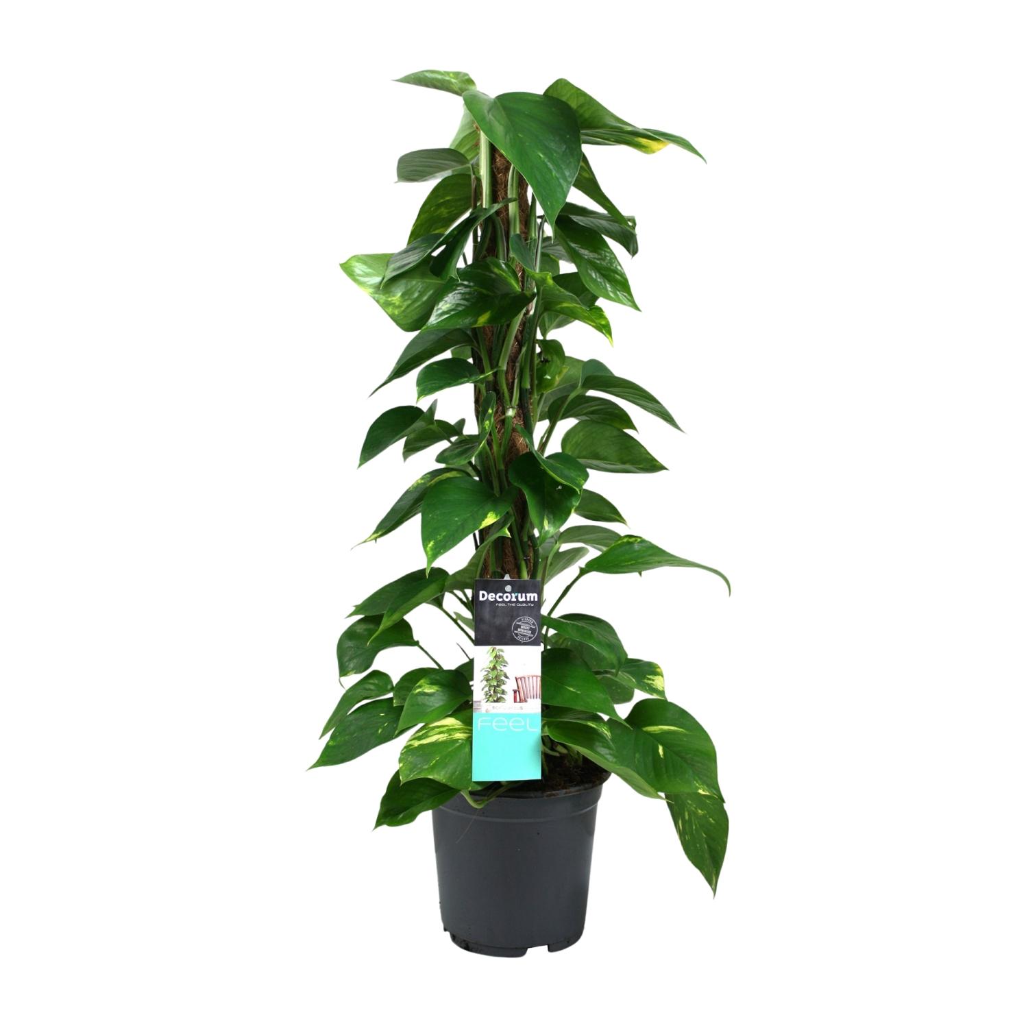 Scindapsus (Epipremnum) en pot Ø19cm  Hauteur 80cm. Plante verte type Scindapsus (Epipremnum), livrée en pot, idéale pour intérieur lumineux.