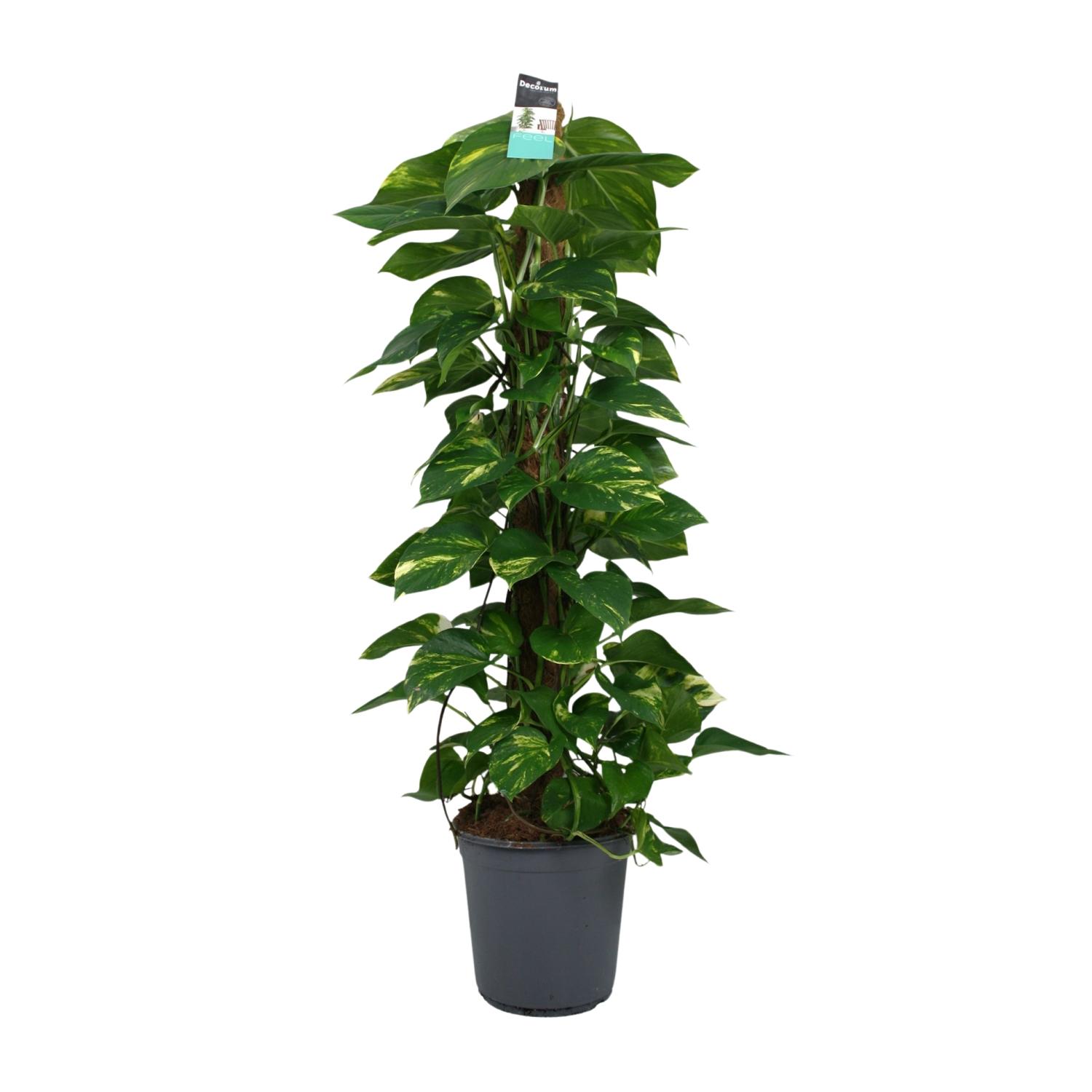 Scindapsus (Epipremnum) en pot Ø24cm  Hauteur 120cm. Plante verte type Scindapsus (Epipremnum), livrée en pot, idéale pour intérieur lumineux.