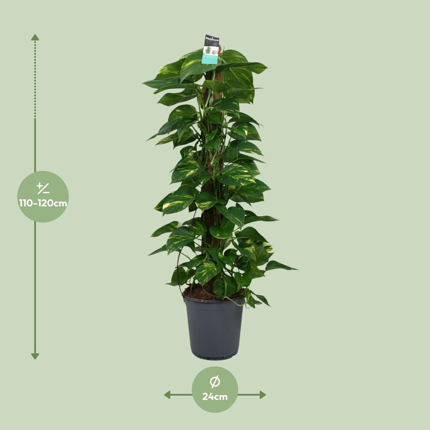 Scindapsus (Epipremnum) en pot Ø24cm  Hauteur 120cm. Plante verte type Scindapsus (Epipremnum), livrée en pot, idéale pour intérieur lumineux. – Image 2