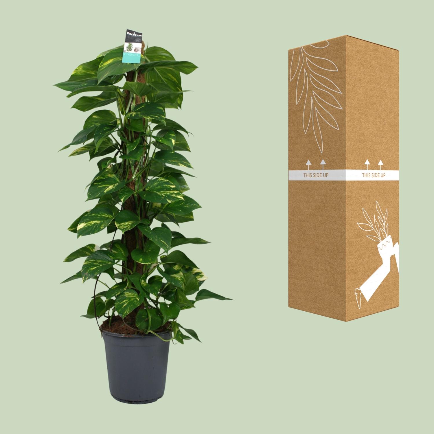 Scindapsus (Epipremnum) en pot Ø24cm  Hauteur 120cm. Plante verte type Scindapsus (Epipremnum), livrée en pot, idéale pour intérieur lumineux. – Image 3