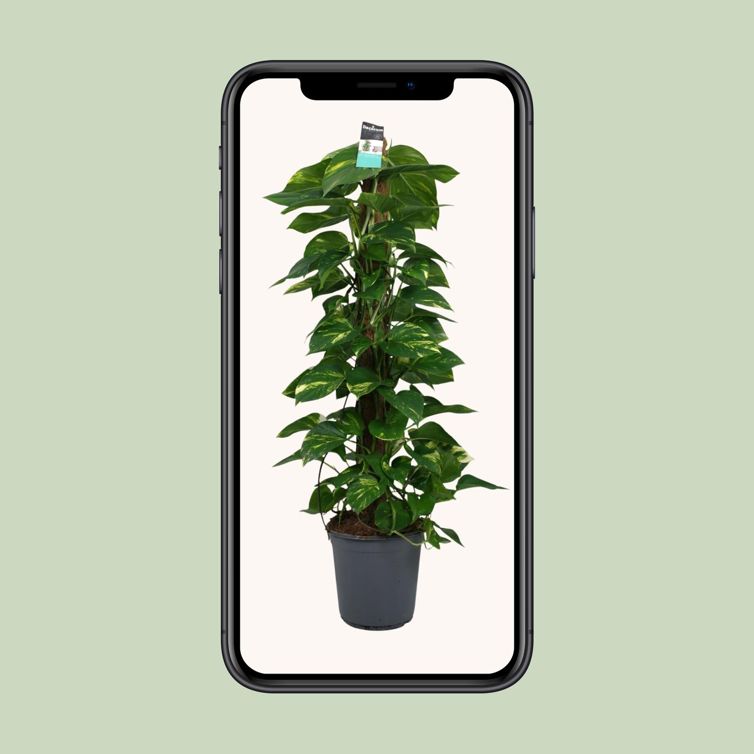 Scindapsus (Epipremnum) en pot Ø24cm  Hauteur 120cm. Plante verte type Scindapsus (Epipremnum), livrée en pot, idéale pour intérieur lumineux. – Image 4