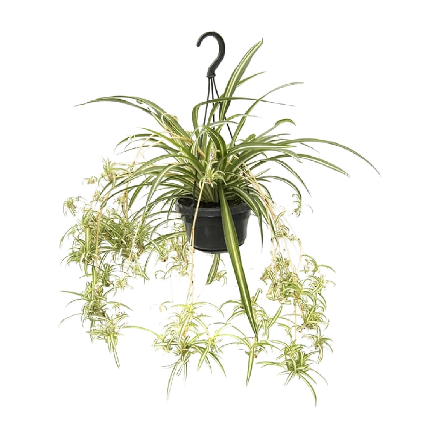 Chlorophytum Comosum Variegatum en pot Ø14cm  Hauteur 55cm. Plante verte type Chlorophytum Comosum Variegatum, livrée en pot, idéale pour intérieur lumineux.