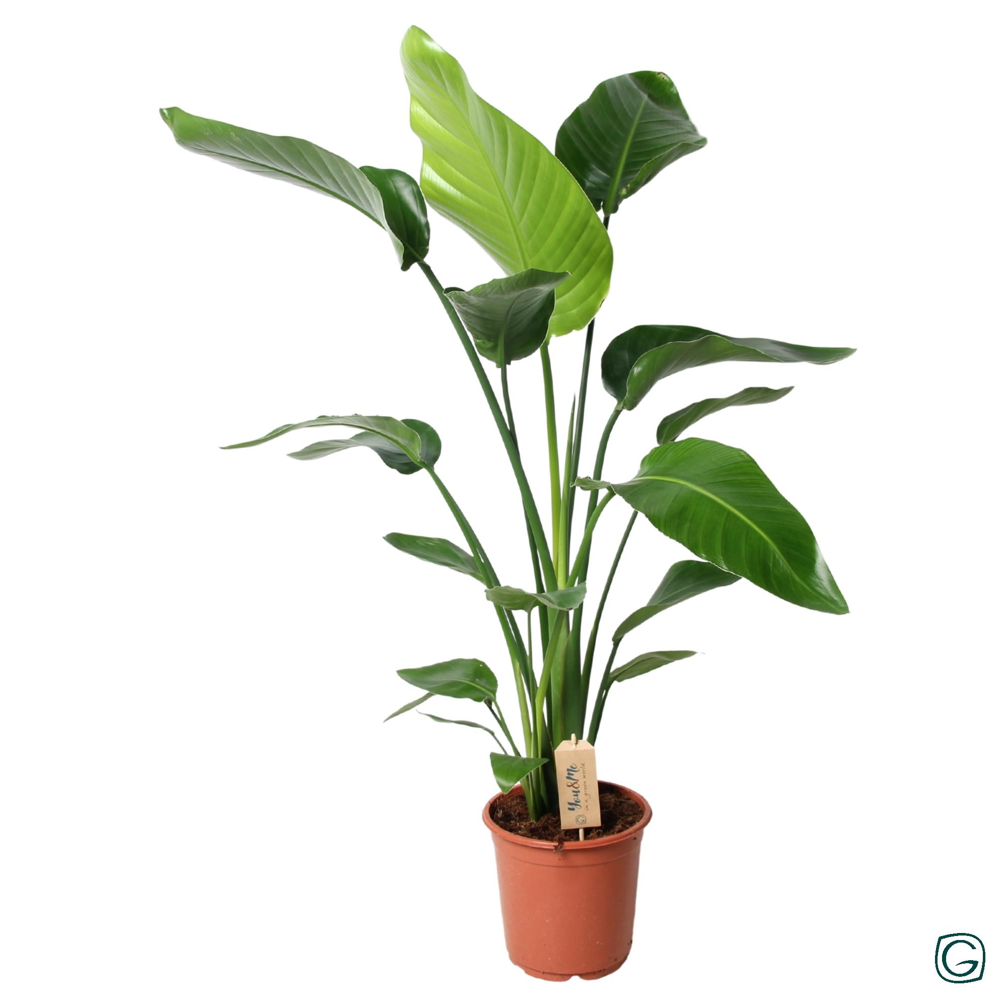 Strelitzia Nicolai en pot Ø21cm  Hauteur 100cm. Plante verte type Strelitzia Nicolai, livrée en pot, idéale pour intérieur lumineux.