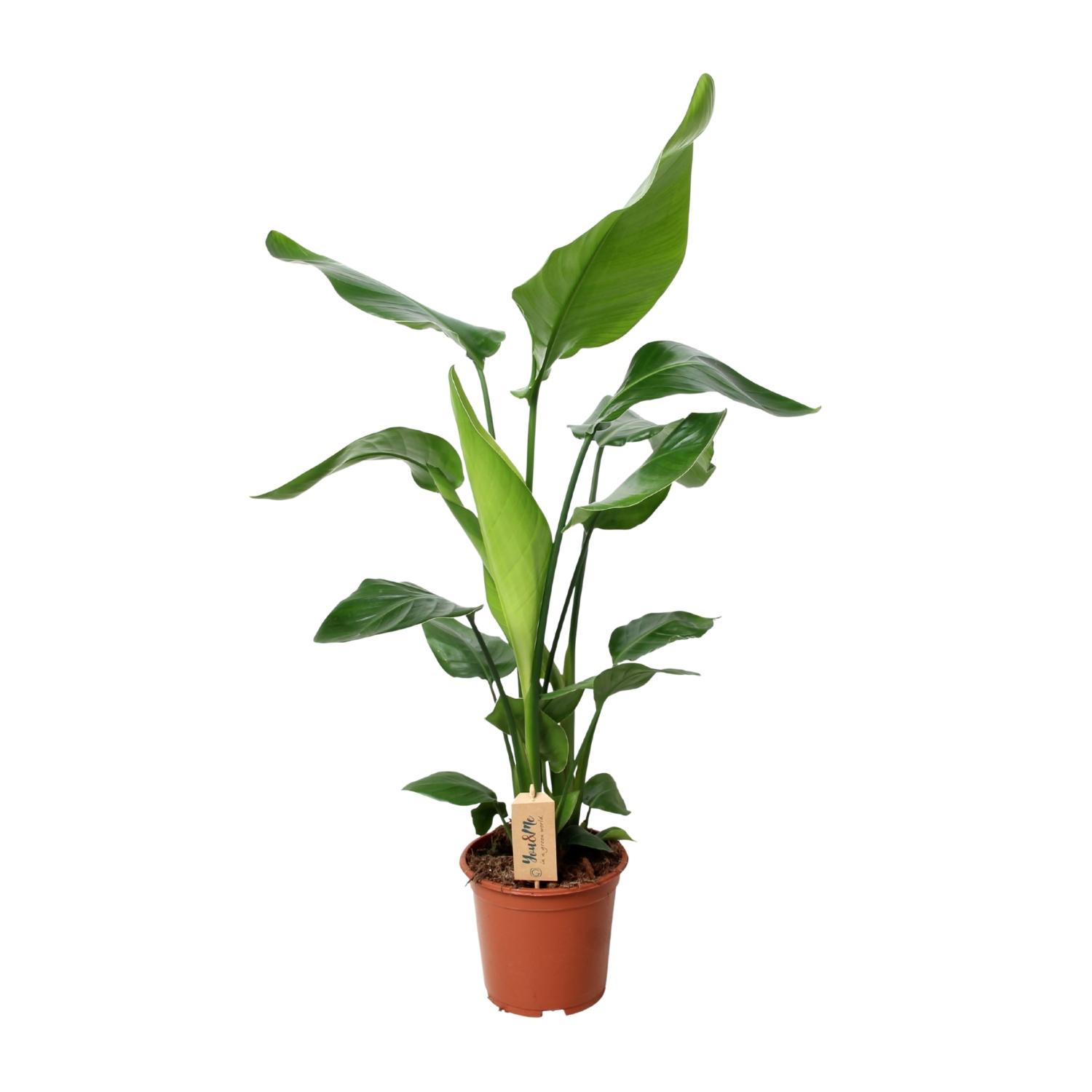 PROMO en pot Ø19cm  Hauteur 90cm. Plante verte type PROMO, livrée en pot, idéale pour intérieur lumineux.