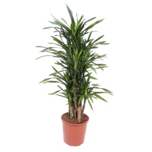Dracaena Riki en pot Ø30cm. Plante verte type Dracaena Riki, livrée en pot, idéale pour intérieur lumineux.