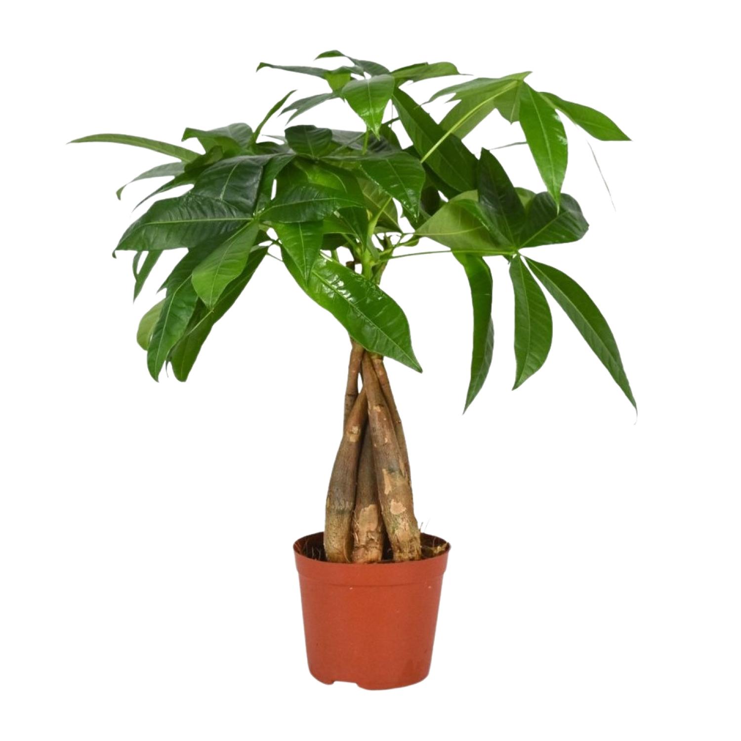 Pachira Aquatica en pot Ø12cm  Hauteur 35cm. Plante verte type Pachira Aquatica, livrée en pot, idéale pour intérieur lumineux.