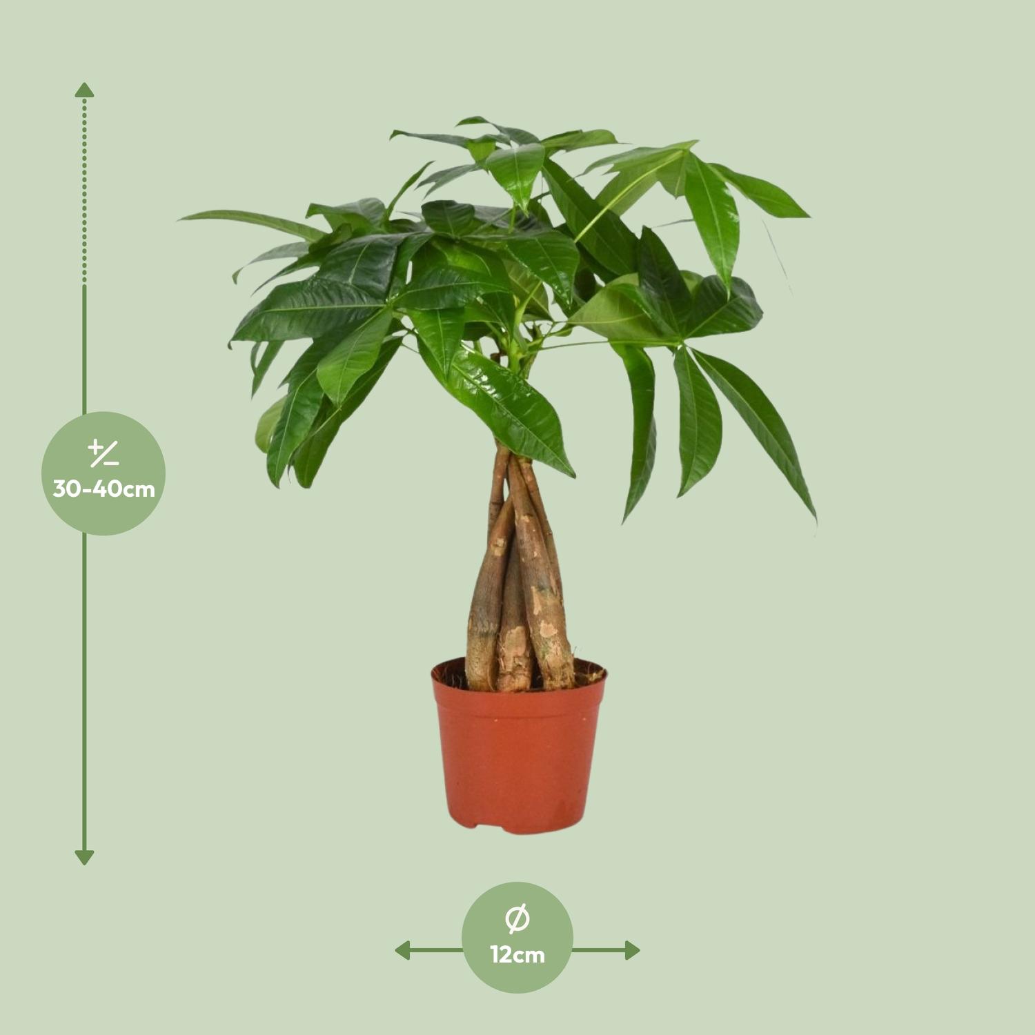 Pachira Aquatica en pot Ø12cm  Hauteur 35cm. Plante verte type Pachira Aquatica, livrée en pot, idéale pour intérieur lumineux. – Image 2