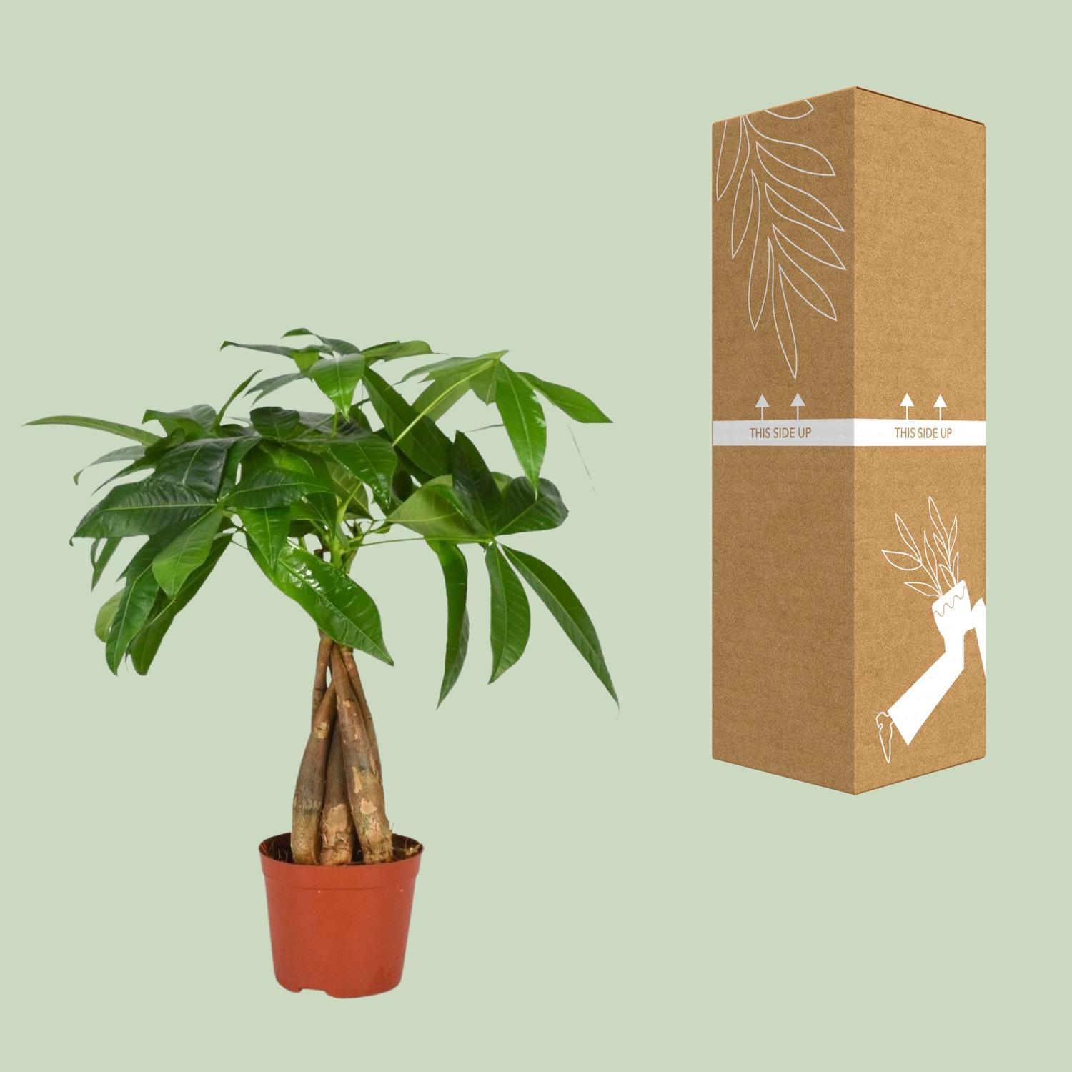 Pachira Aquatica en pot Ø12cm  Hauteur 35cm. Plante verte type Pachira Aquatica, livrée en pot, idéale pour intérieur lumineux. – Image 3