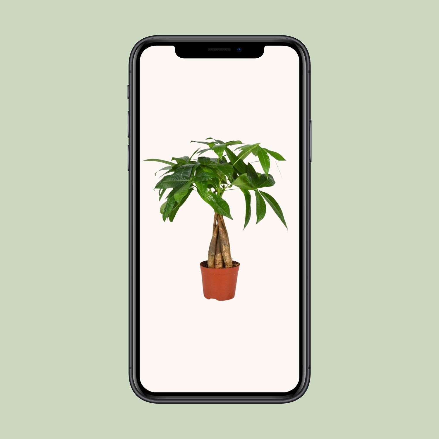 Pachira Aquatica en pot Ø12cm  Hauteur 35cm. Plante verte type Pachira Aquatica, livrée en pot, idéale pour intérieur lumineux. – Image 4