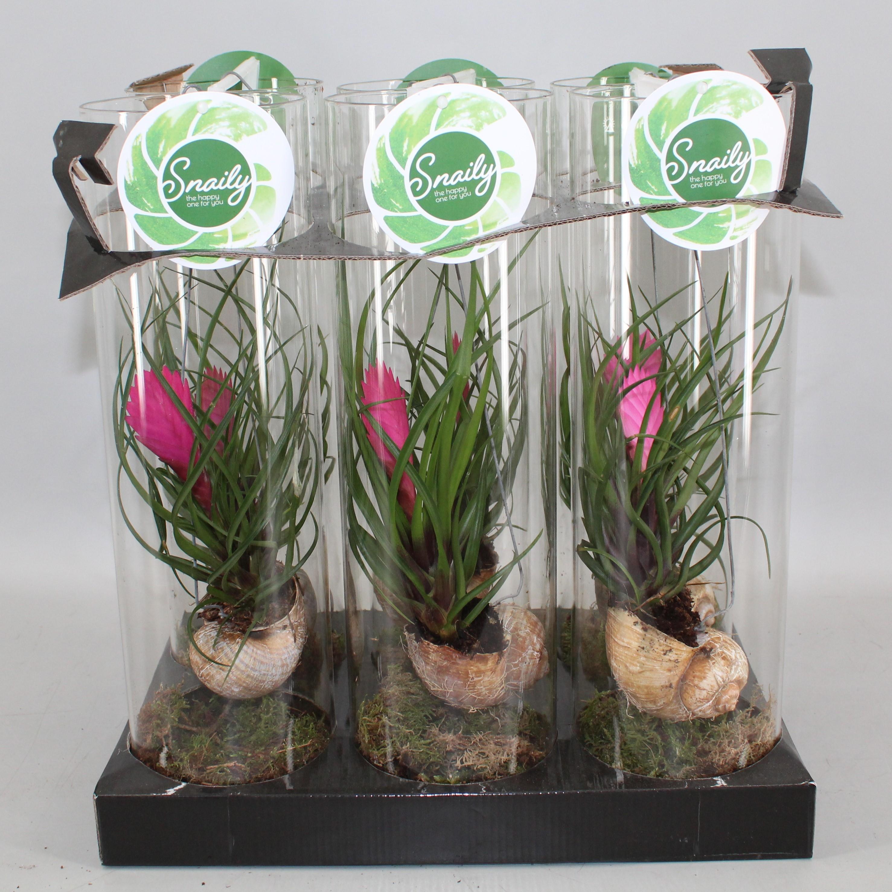 Tillandsia Cyanea en pot Ø11cm  Hauteur 38cm. Plante verte type Tillandsia Cyanea, livrée en pot, idéale pour intérieur lumineux.