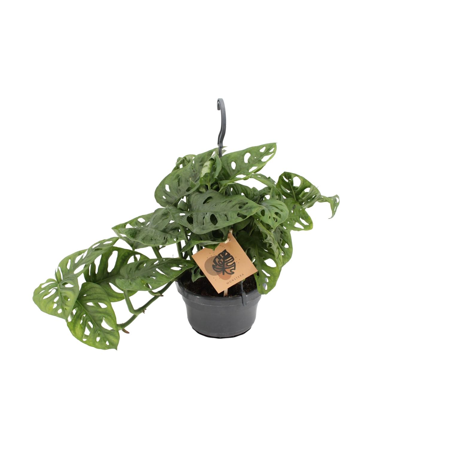 Monstera Monkey en pot Ø14cm  Hauteur 30cm. Plante verte type Monstera Monkey, livrée en pot, idéale pour intérieur lumineux.