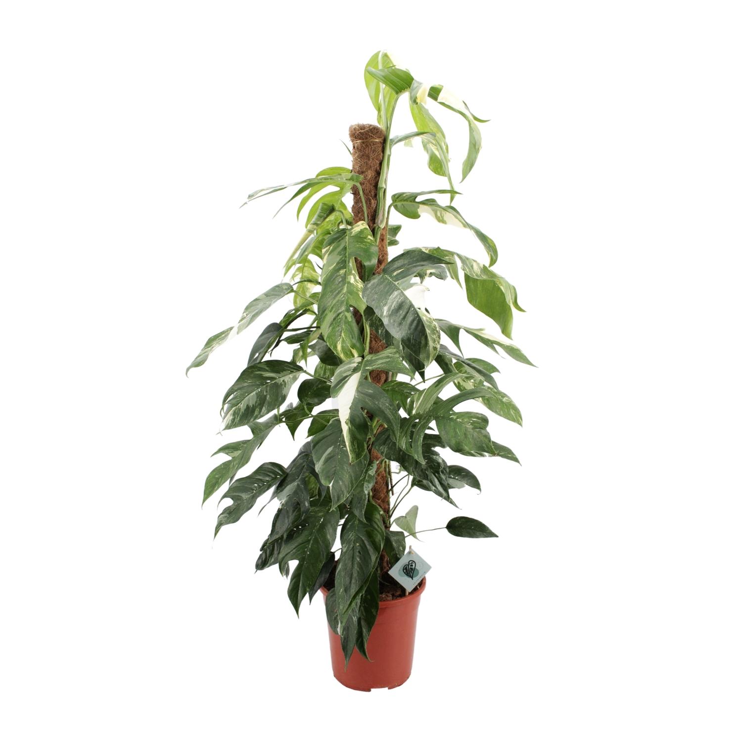 Epipremnum Pinnatum Albo Variegata en pot Ø24cm  Hauteur 125cm. Plante verte type Epipremnum Pinnatum Albo Variegata, livrée en pot, idéale pour intérieur lumineux.