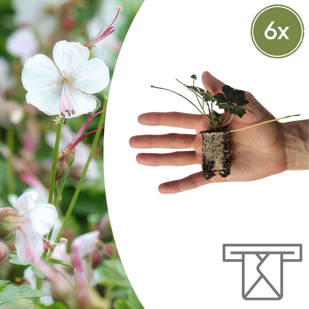Geranium  6 Pluggen | Kweek & Geniet van een Kleurrijke Tuin en pot. Plante verte type Geranium  6 Pluggen | Kweek & Geniet van een Kleurrijke Tuin, livrée en pot, idéale pour intérieur lumineux.