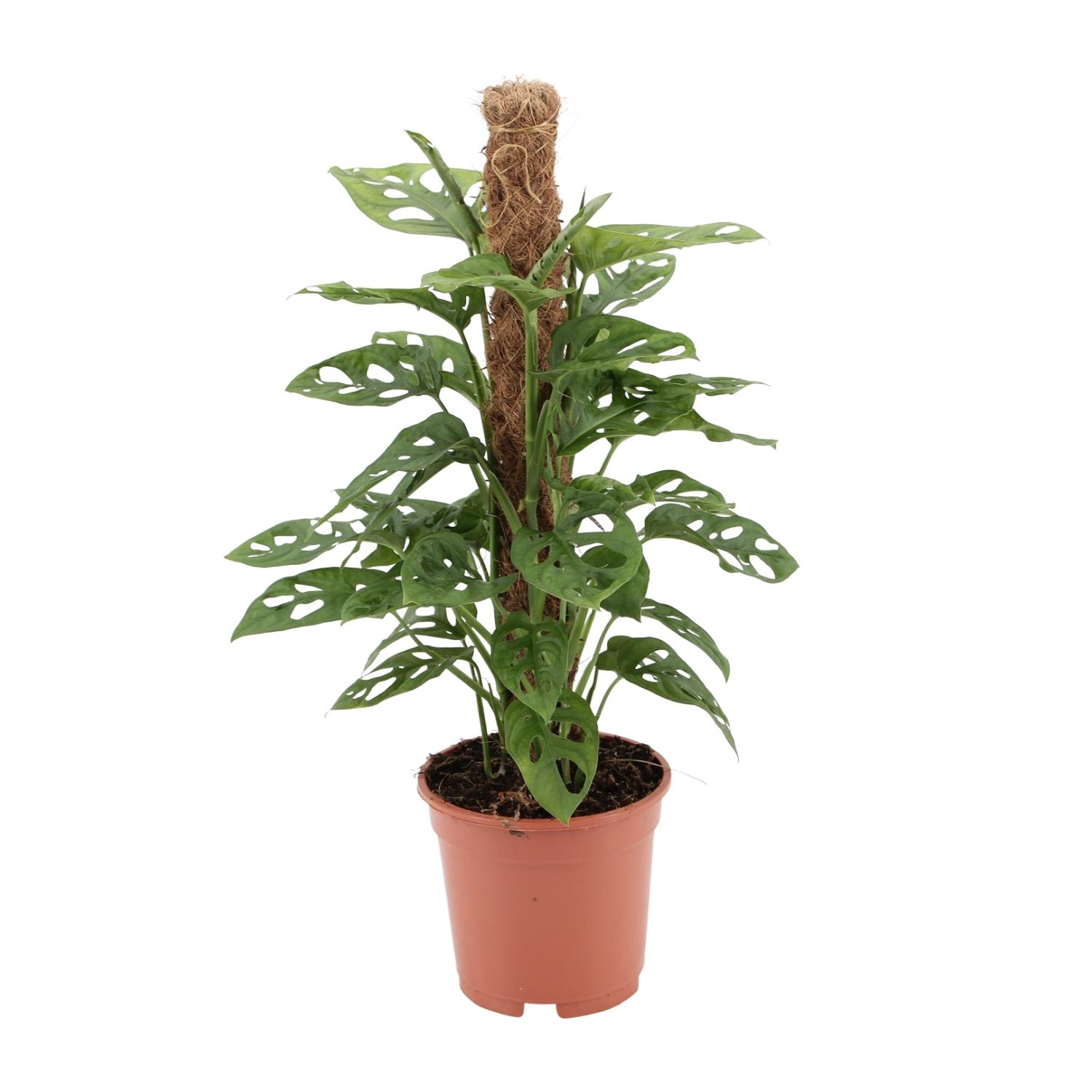 Monstera monkey en pot Ø17cm  Hauteur 60cm. Plante verte type Monstera monkey, livrée en pot, idéale pour intérieur lumineux.