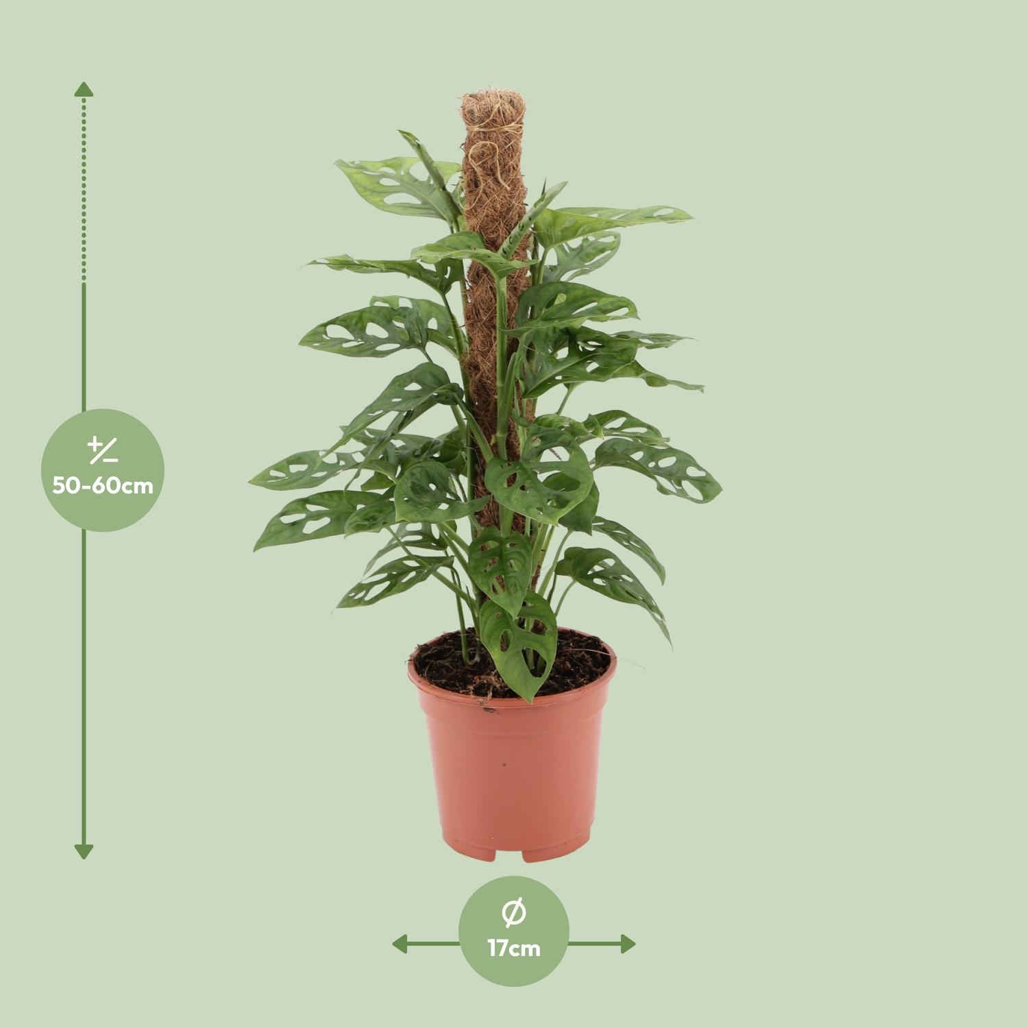 Monstera monkey en pot Ø17cm  Hauteur 60cm. Plante verte type Monstera monkey, livrée en pot, idéale pour intérieur lumineux. – Image 2