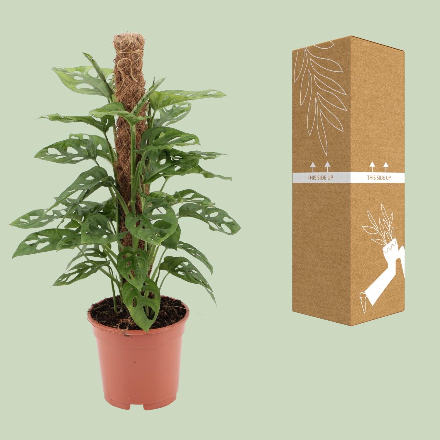 Monstera monkey en pot Ø17cm  Hauteur 60cm. Plante verte type Monstera monkey, livrée en pot, idéale pour intérieur lumineux. – Image 3