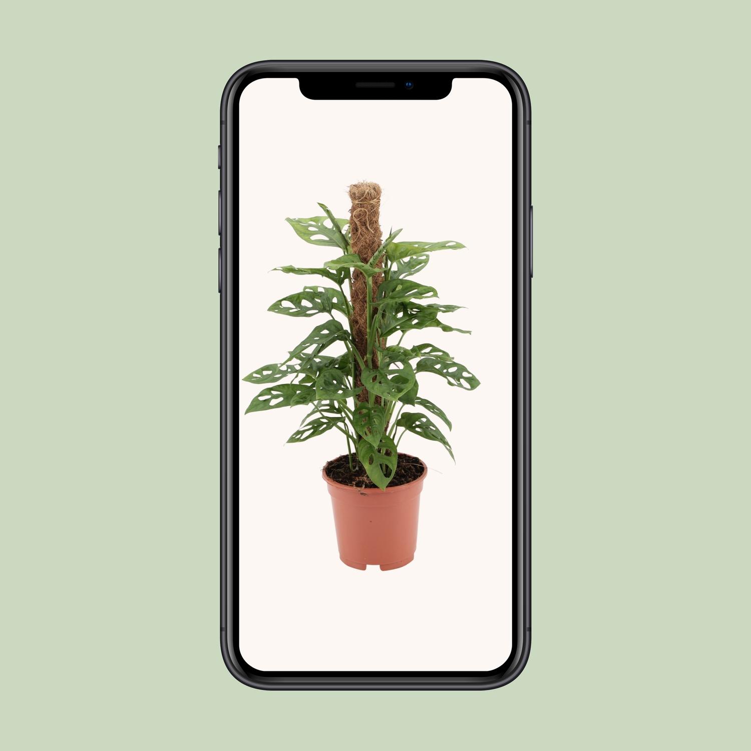 Monstera monkey en pot Ø17cm  Hauteur 60cm. Plante verte type Monstera monkey, livrée en pot, idéale pour intérieur lumineux. – Image 4
