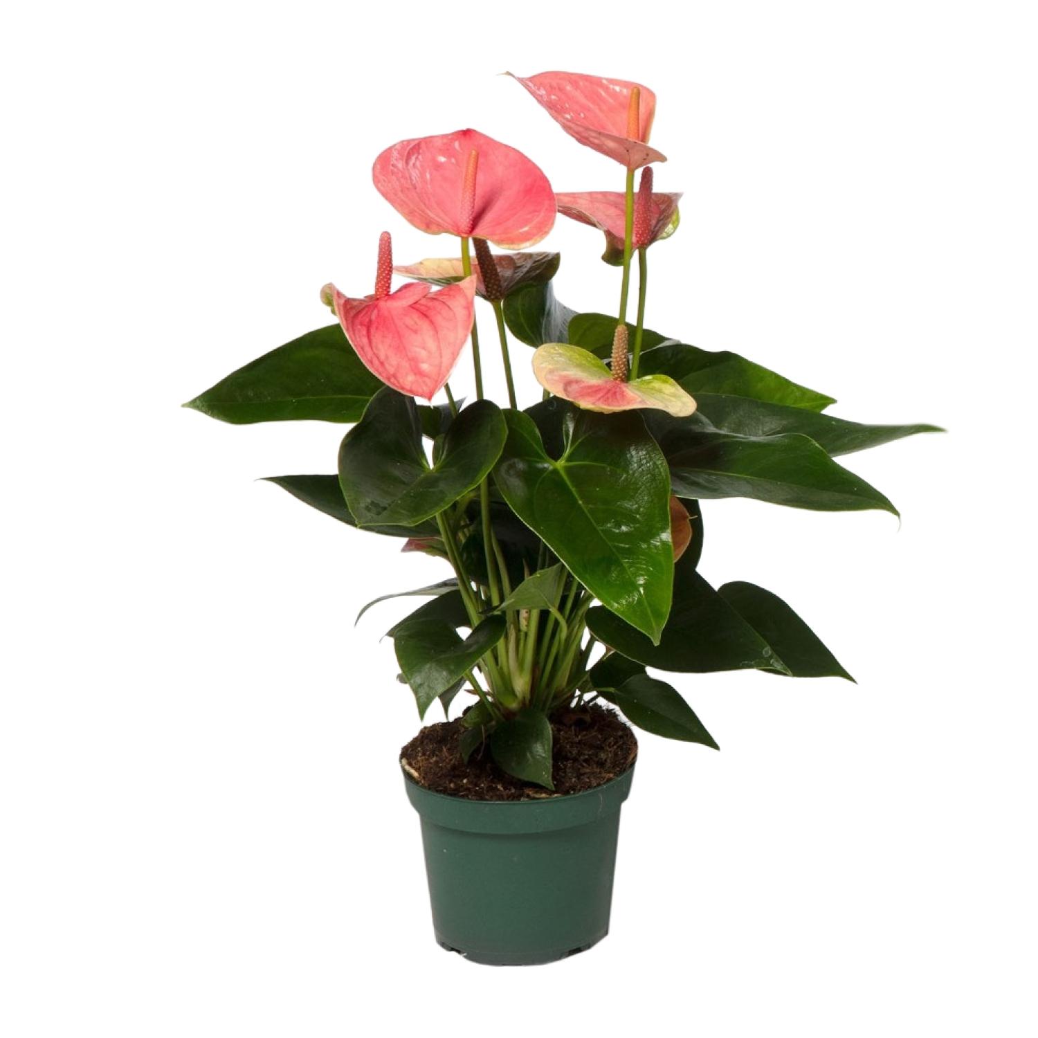 Anthurium Sweet Dream en pot Ø12cm  Hauteur 35cm. Plante verte type Anthurium Sweet Dream, livrée en pot, idéale pour intérieur lumineux.