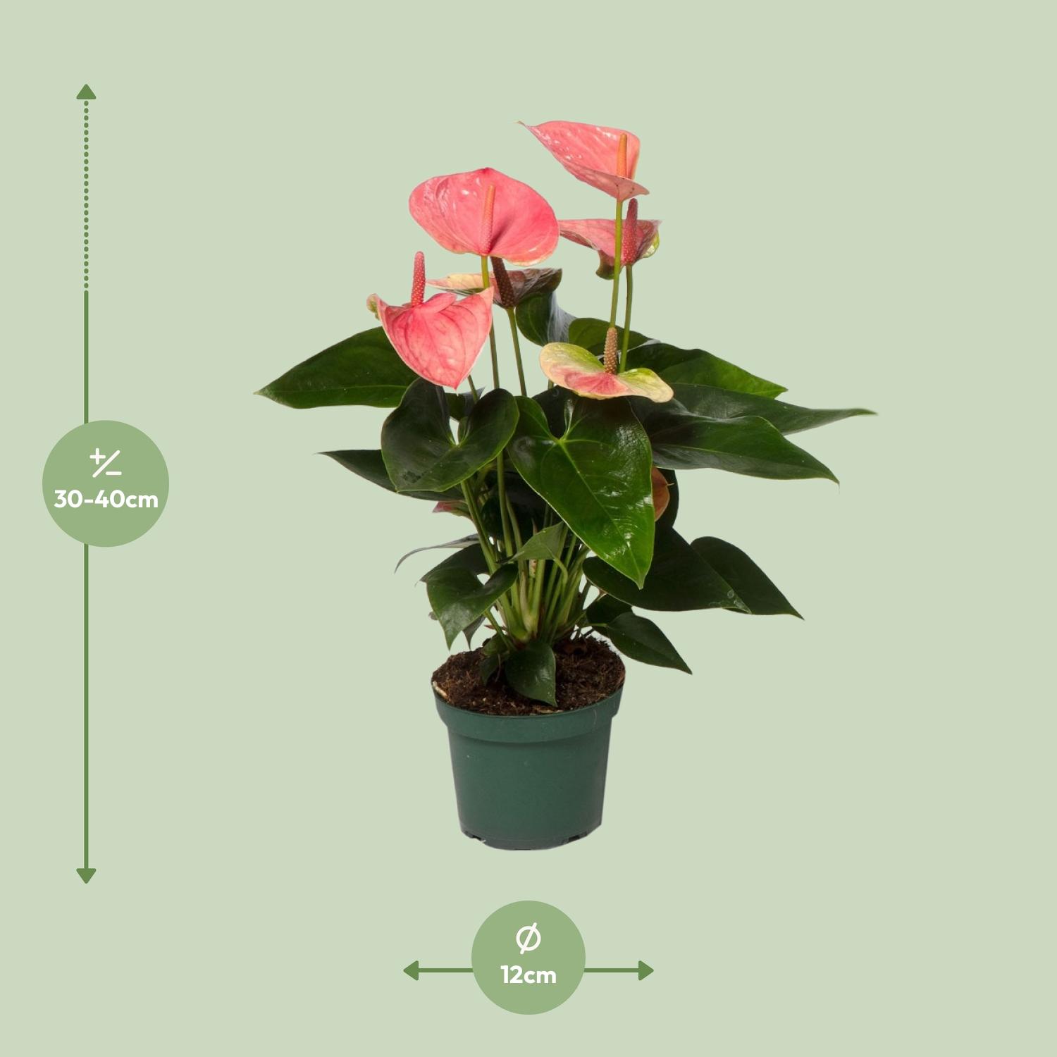 Anthurium Sweet Dream en pot Ø12cm  Hauteur 35cm. Plante verte type Anthurium Sweet Dream, livrée en pot, idéale pour intérieur lumineux. – Image 2