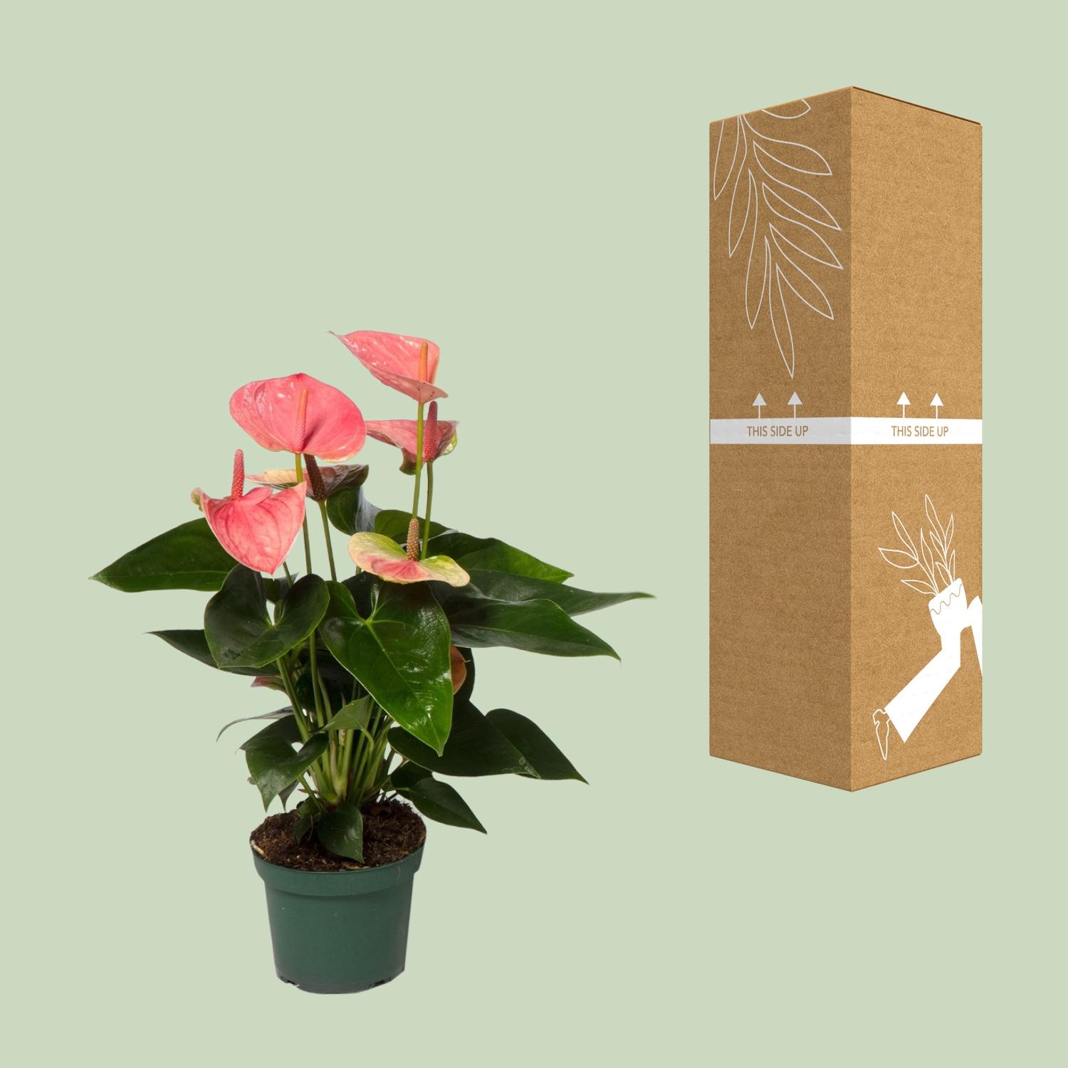 Anthurium Sweet Dream en pot Ø12cm  Hauteur 35cm. Plante verte type Anthurium Sweet Dream, livrée en pot, idéale pour intérieur lumineux. – Image 3
