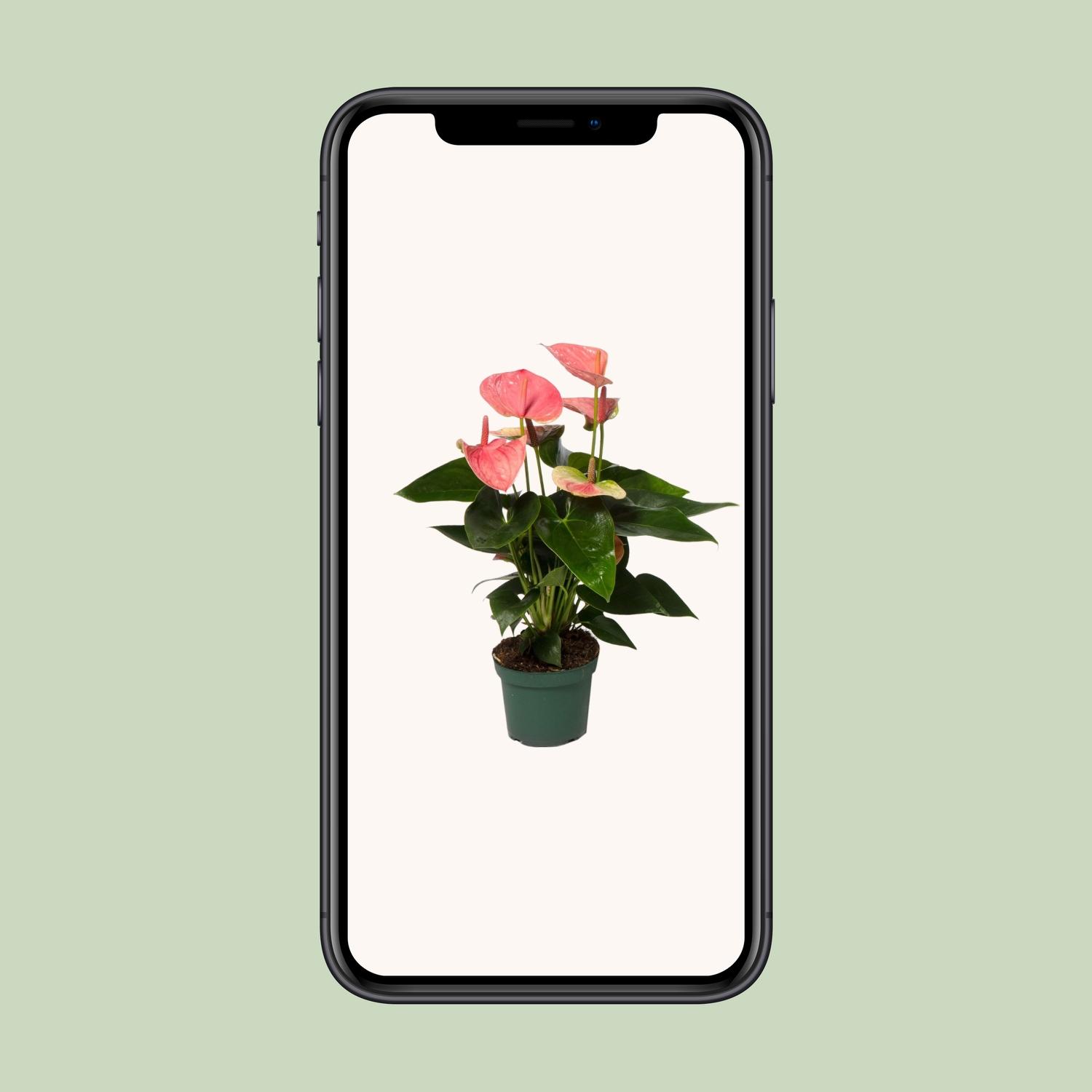 Anthurium Sweet Dream en pot Ø12cm  Hauteur 35cm. Plante verte type Anthurium Sweet Dream, livrée en pot, idéale pour intérieur lumineux. – Image 4