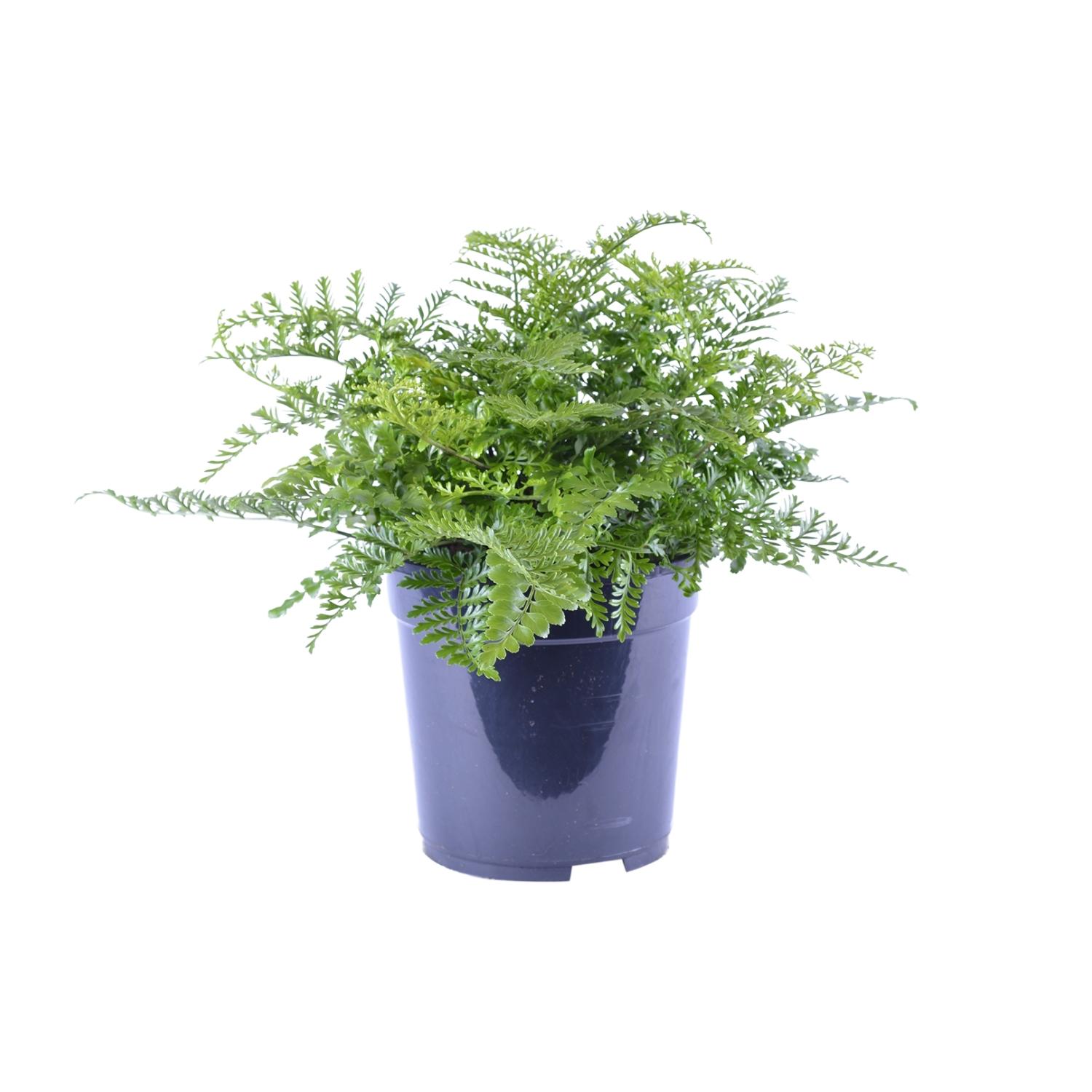 Asplenium Parvati en pot Ø21cm  Hauteur 40cm. Plante verte type Asplenium Parvati, livrée en pot, idéale pour intérieur lumineux.