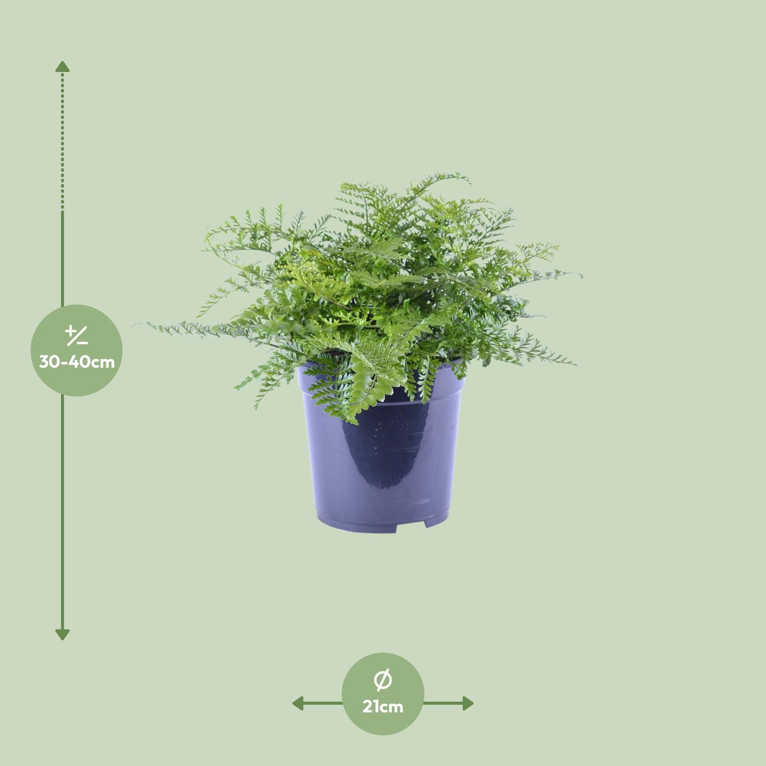 Asplenium Parvati en pot Ø21cm  Hauteur 40cm. Plante verte type Asplenium Parvati, livrée en pot, idéale pour intérieur lumineux. – Image 2
