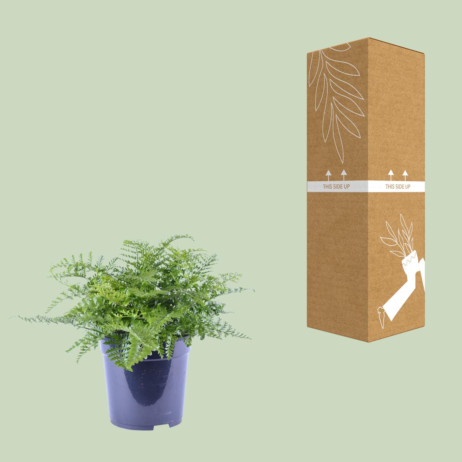Asplenium Parvati en pot Ø21cm  Hauteur 40cm. Plante verte type Asplenium Parvati, livrée en pot, idéale pour intérieur lumineux. – Image 3