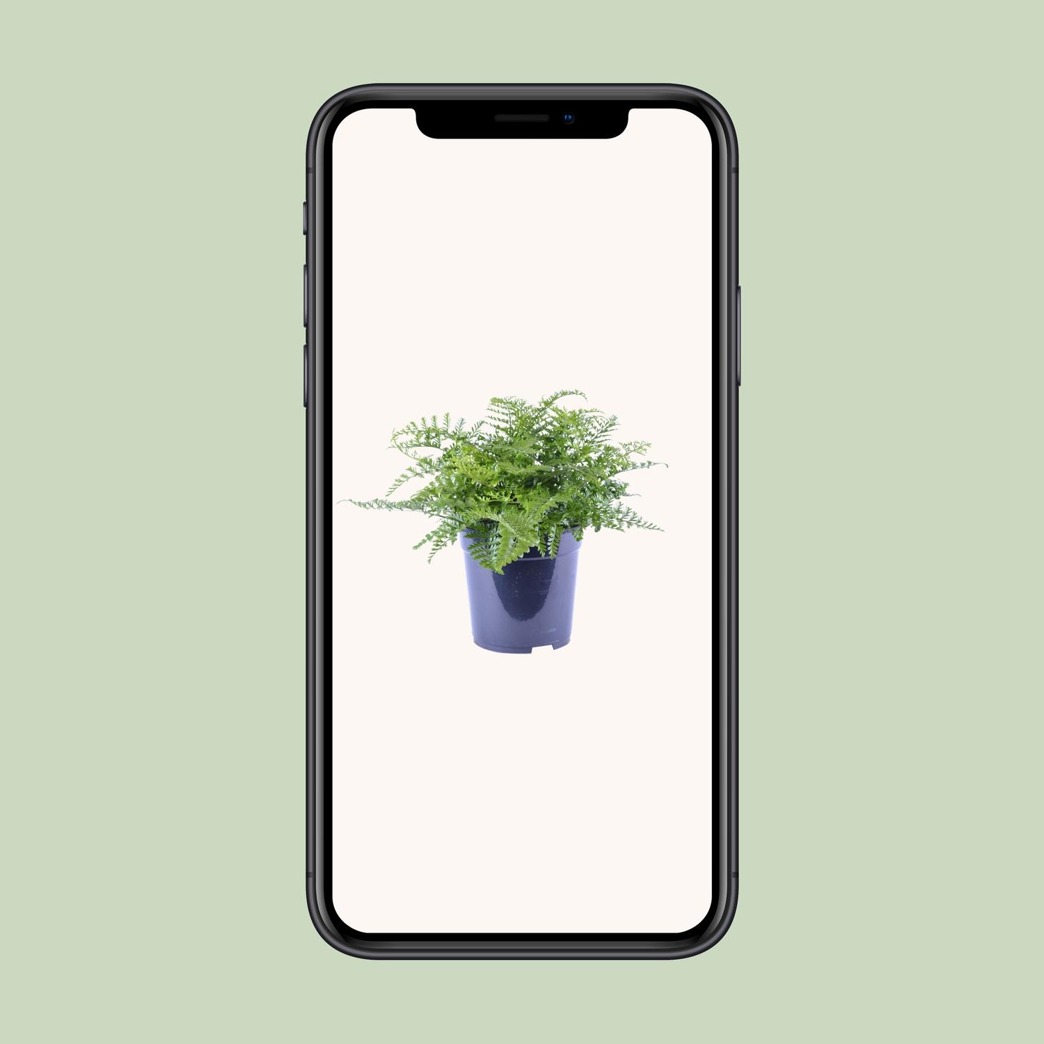 Asplenium Parvati en pot Ø21cm  Hauteur 40cm. Plante verte type Asplenium Parvati, livrée en pot, idéale pour intérieur lumineux. – Image 4